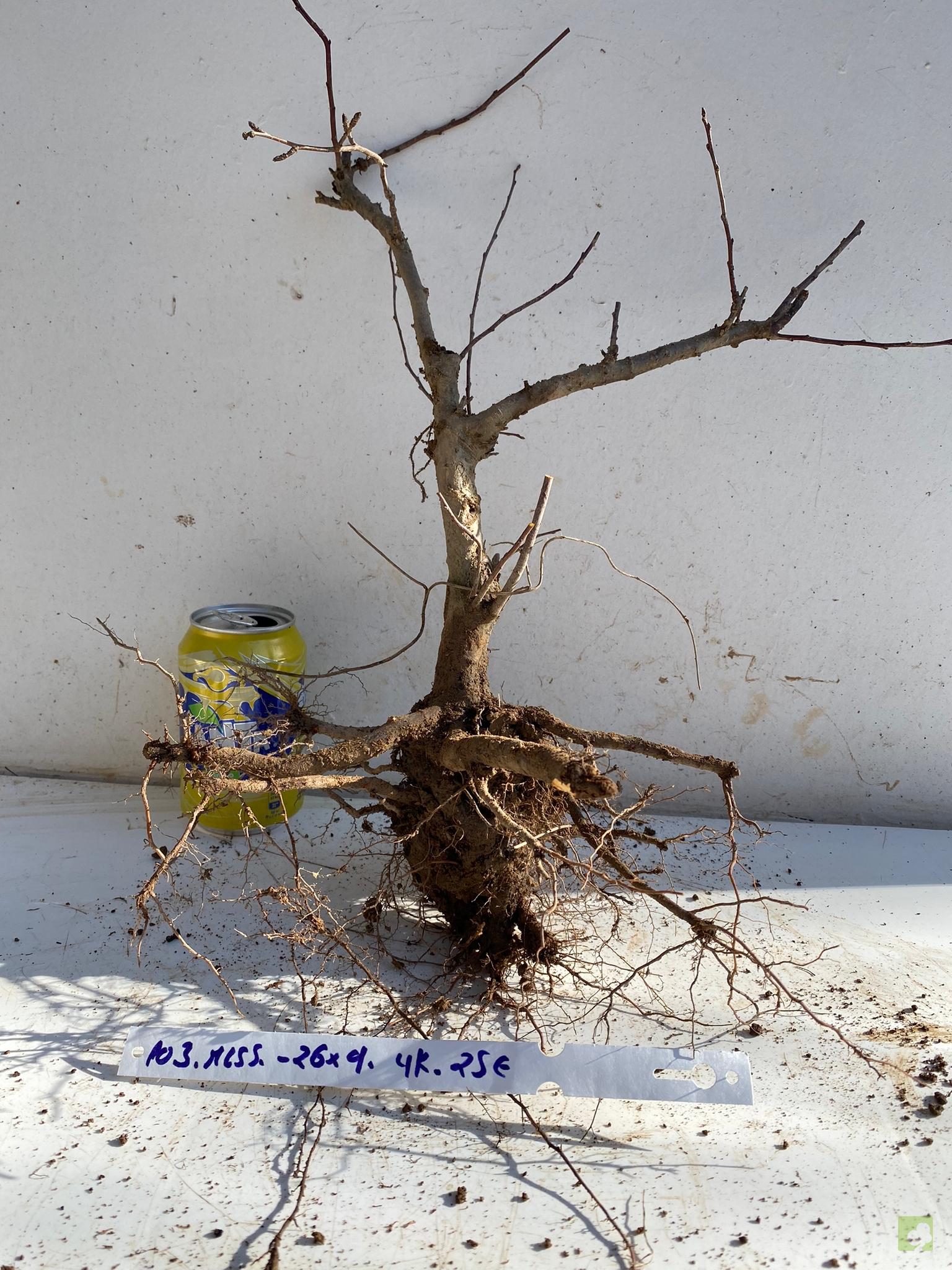 MALUS SIEBOLDII 103 (2)