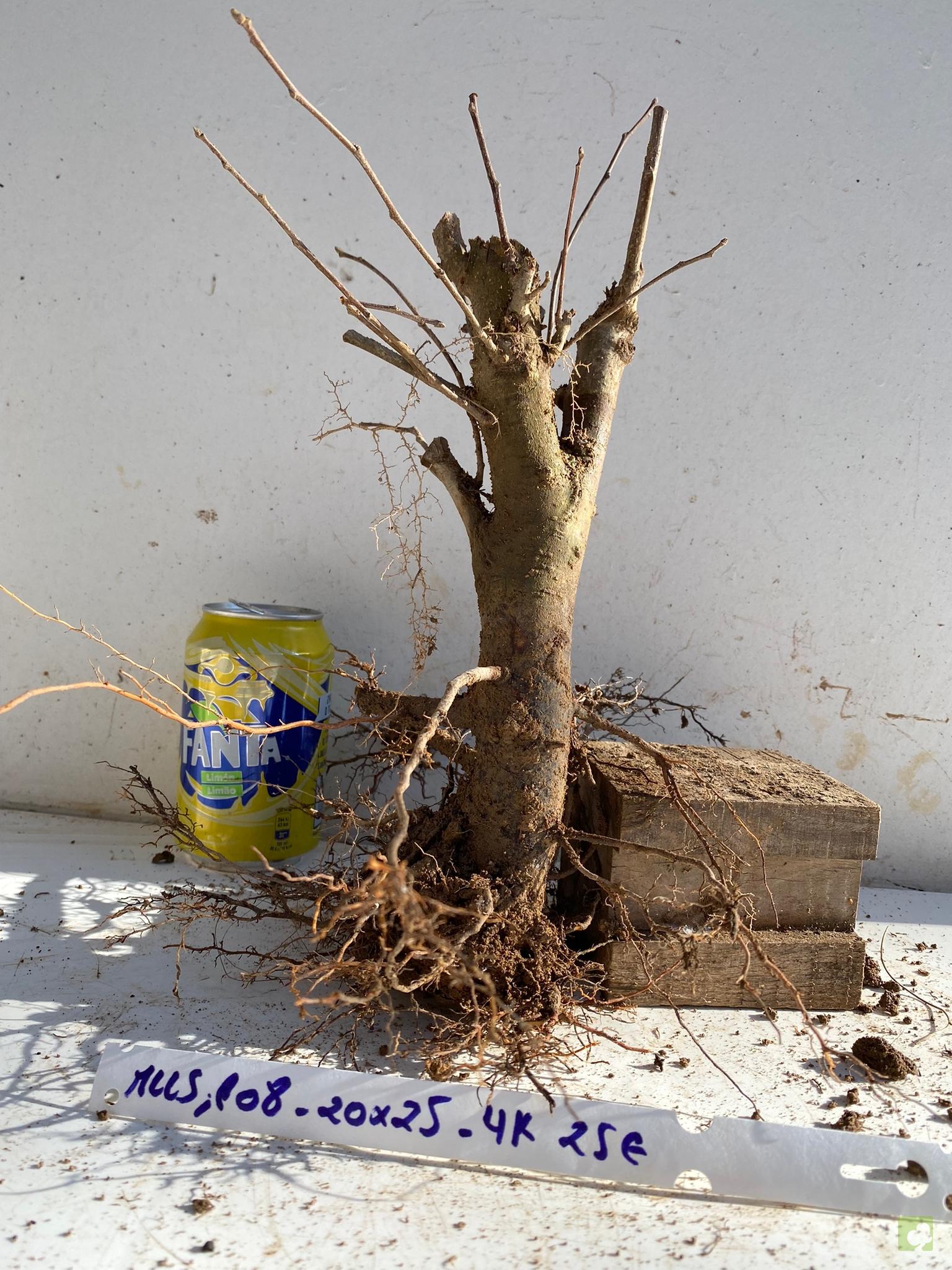 MALUS SIEBOLDII 108 (1)