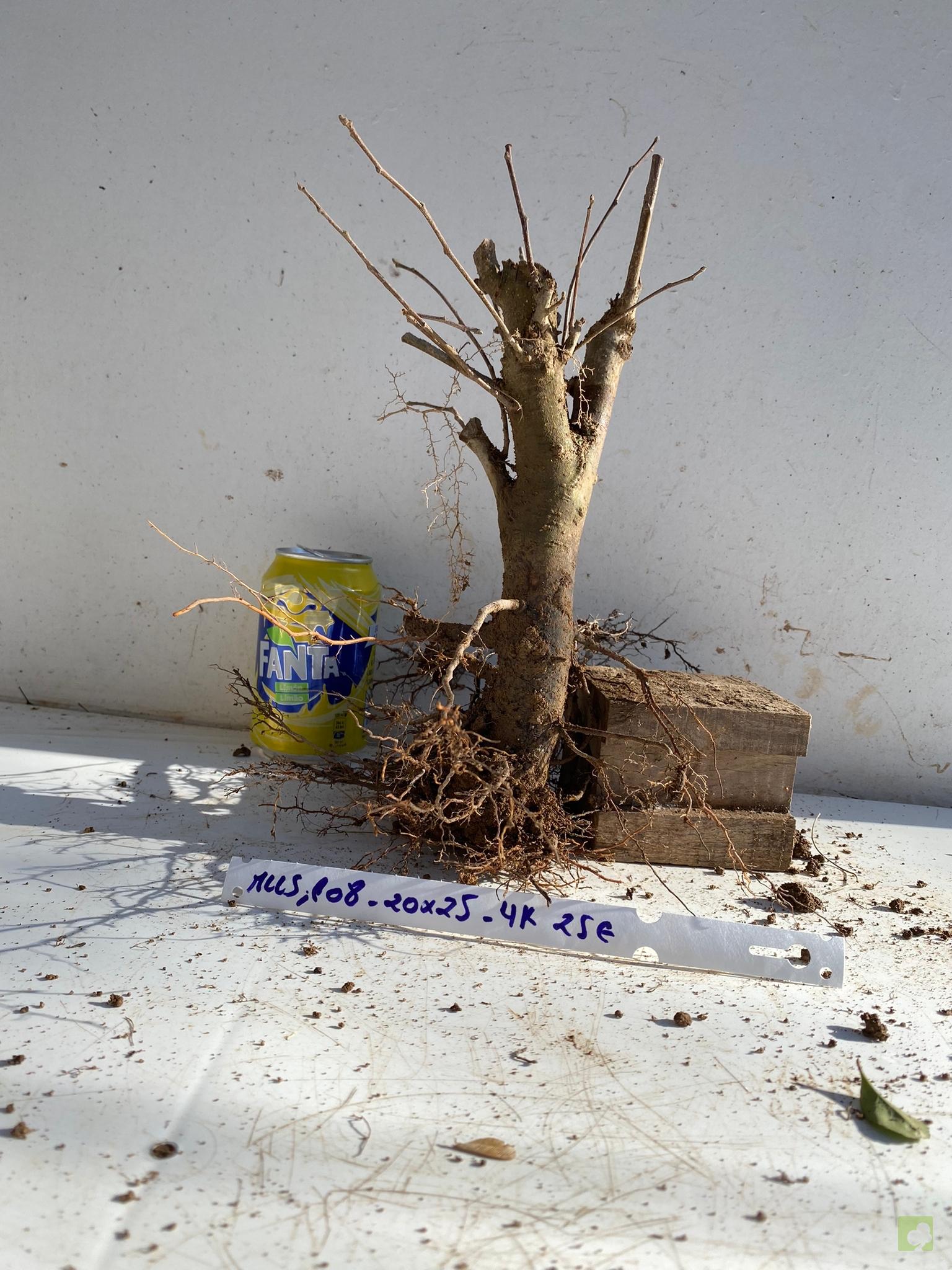 MALUS SIEBOLDII 108 (2)