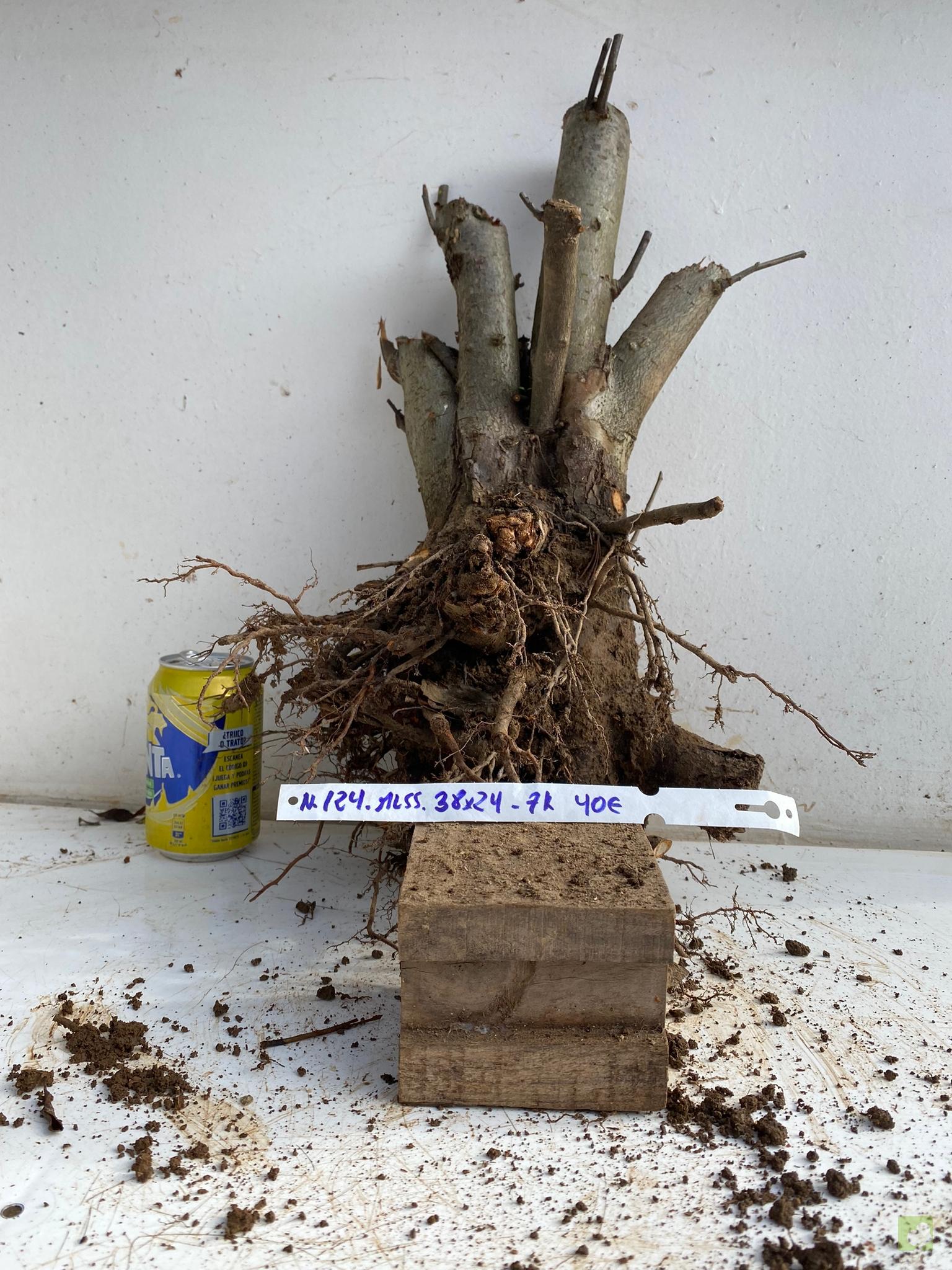 MALUS SIEBOLDII 124 (1)