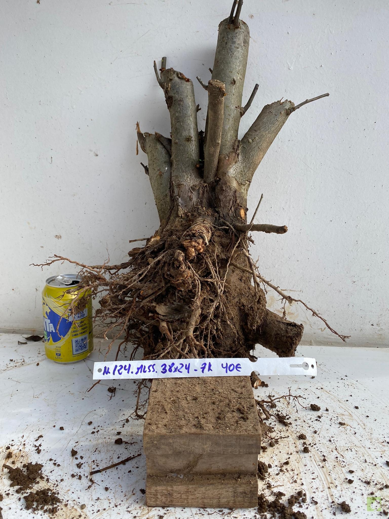 MALUS SIEBOLDII 124 (2)