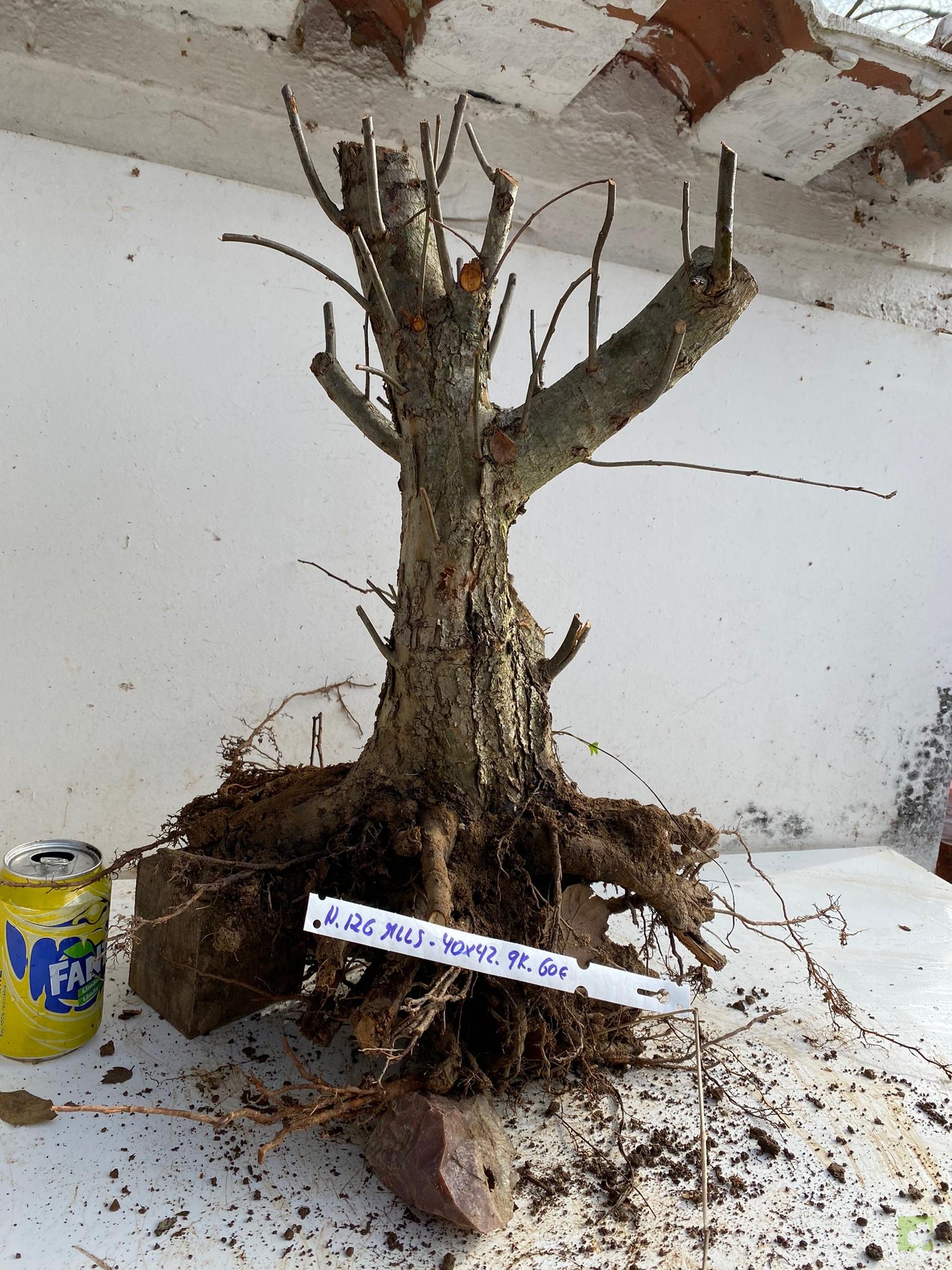 MALUS SIEBOLDII 126 (1)