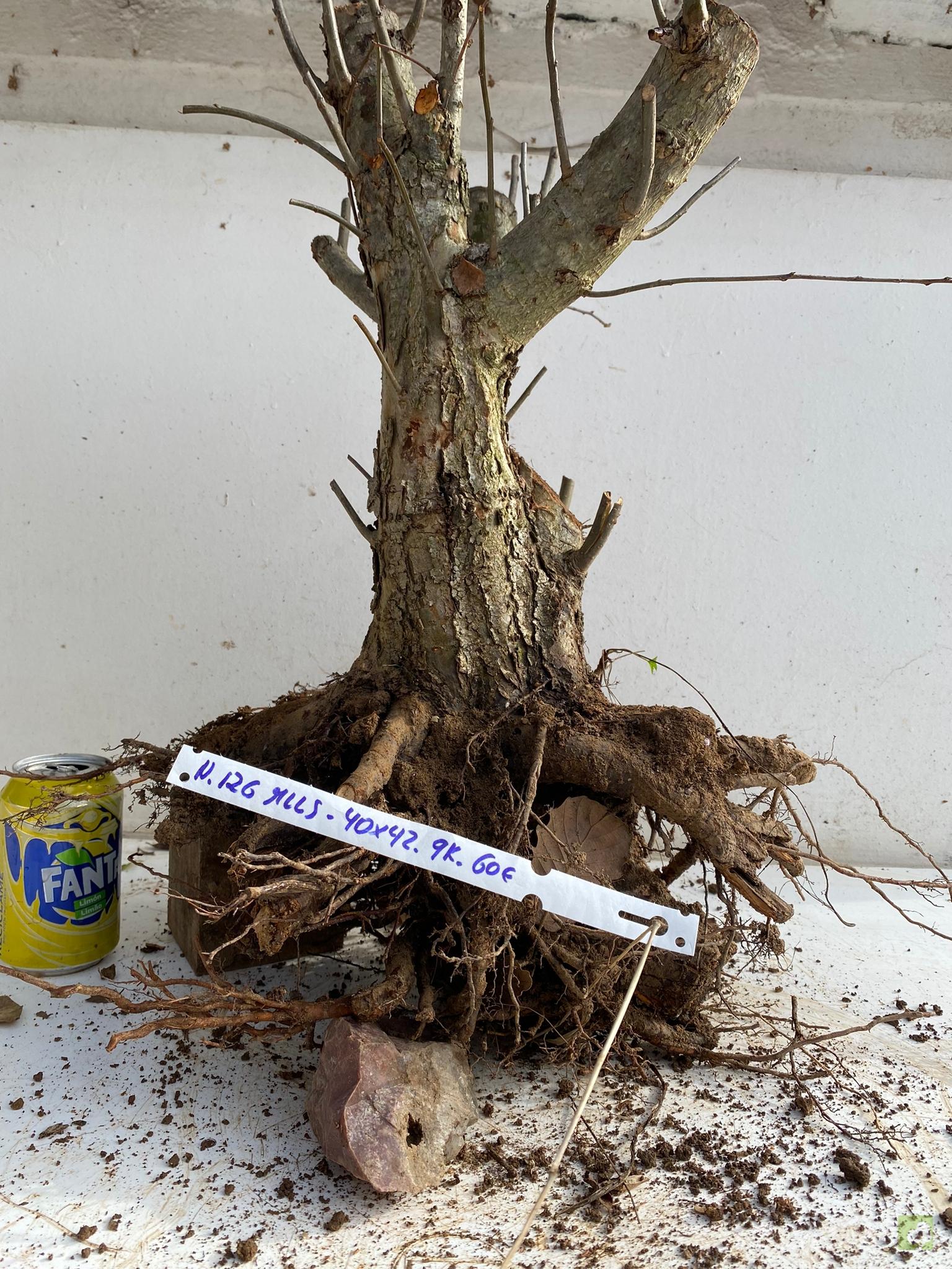 MALUS SIEBOLDII 126 (2)