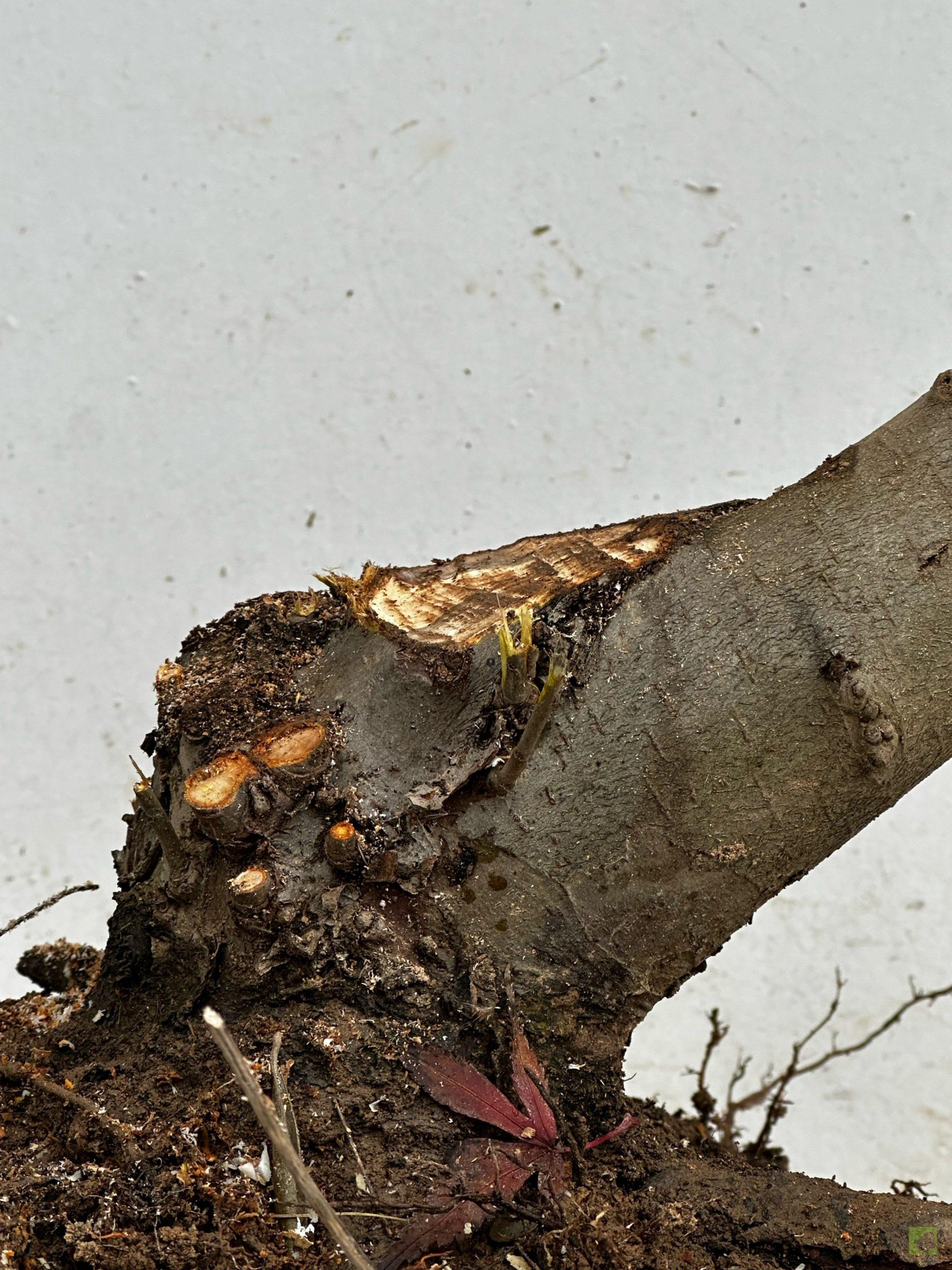 Processed with MOLDIV