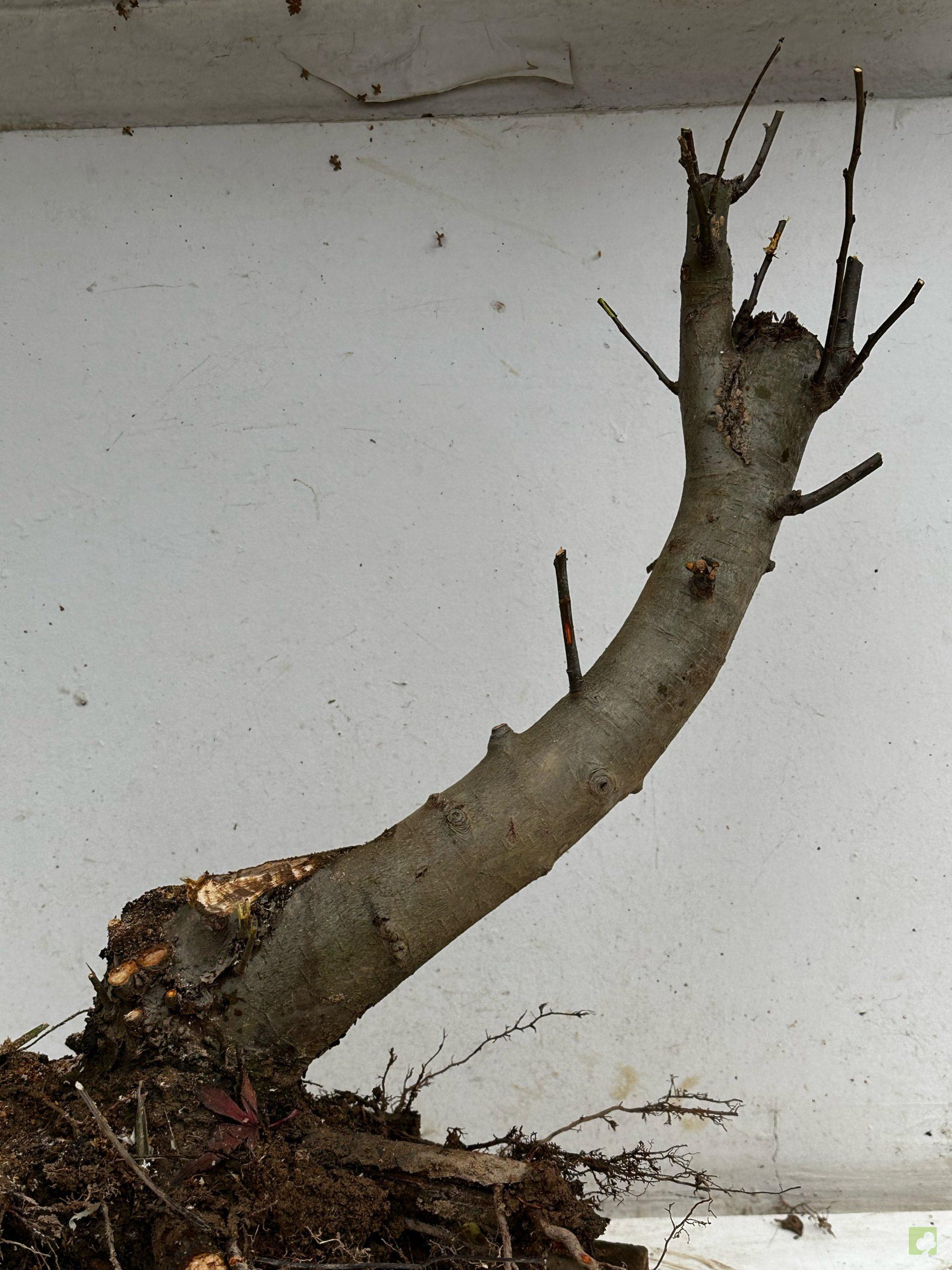 Processed with MOLDIV