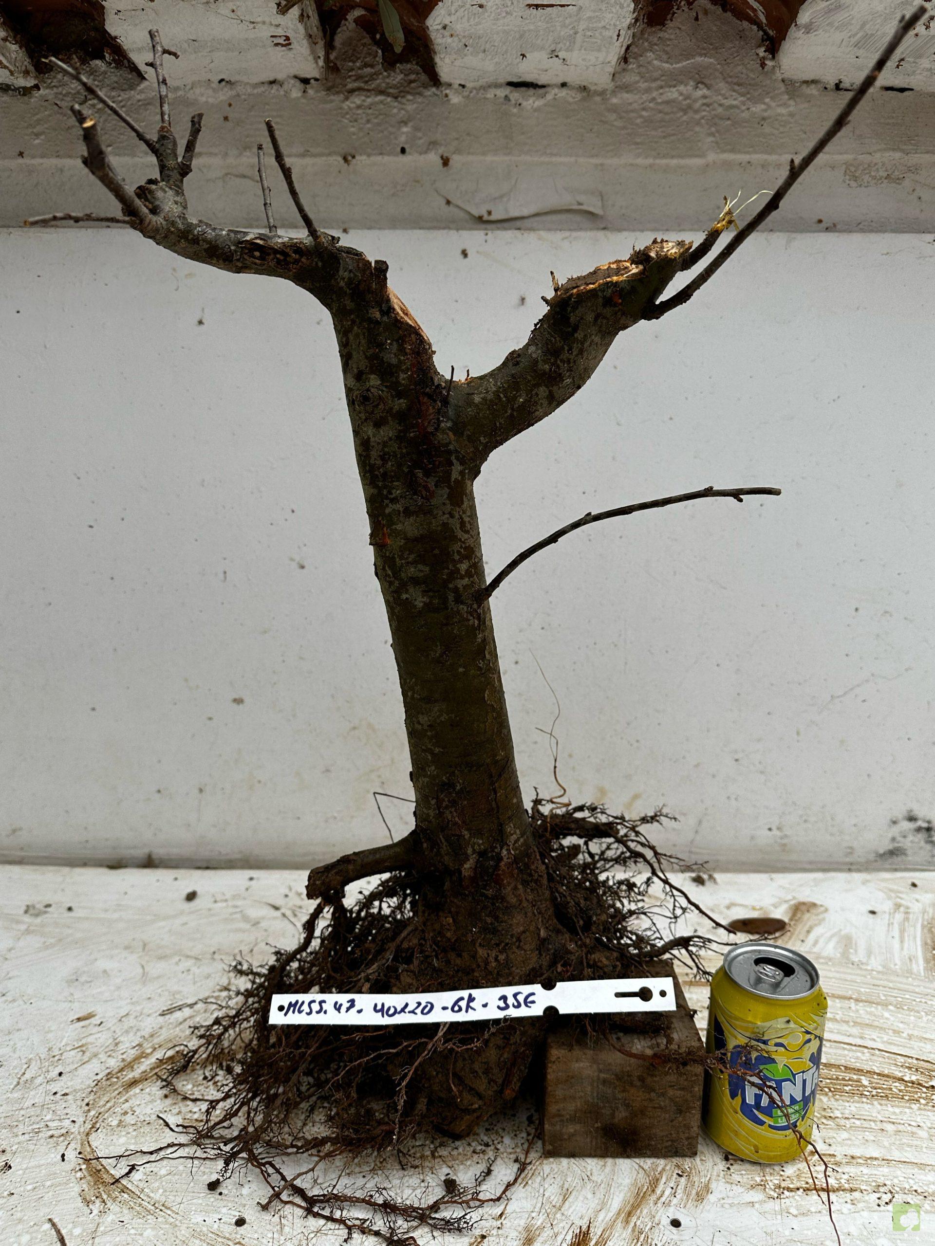 Processed with MOLDIV