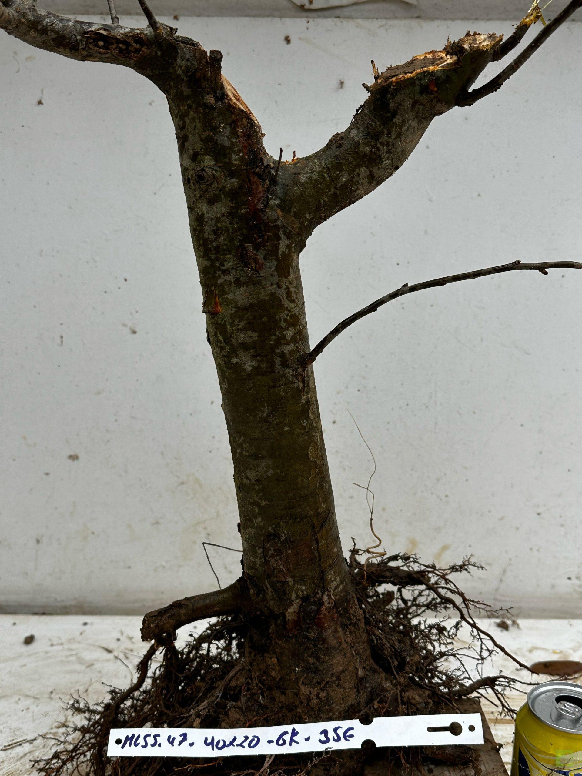 Processed with MOLDIV