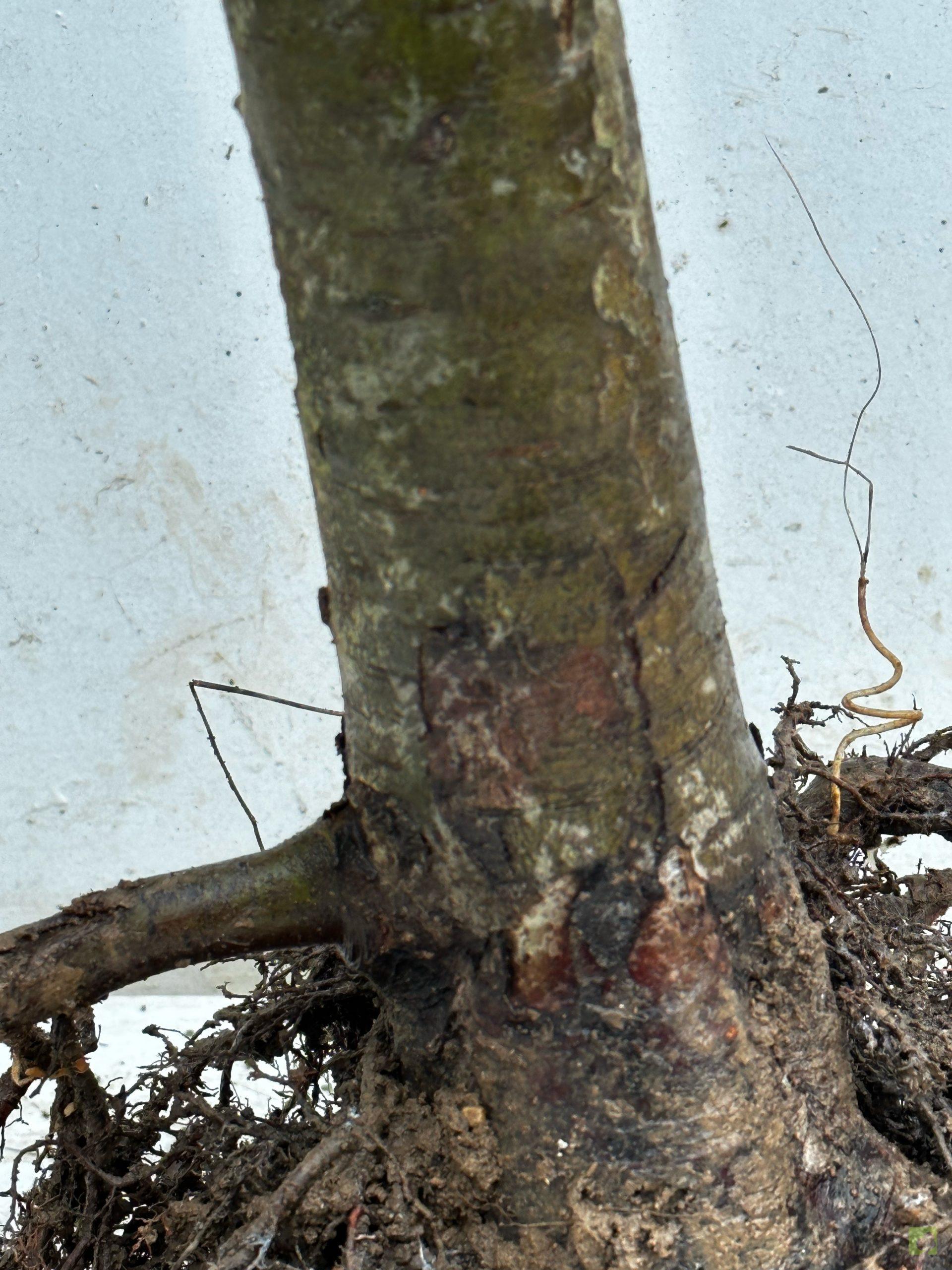 Processed with MOLDIV