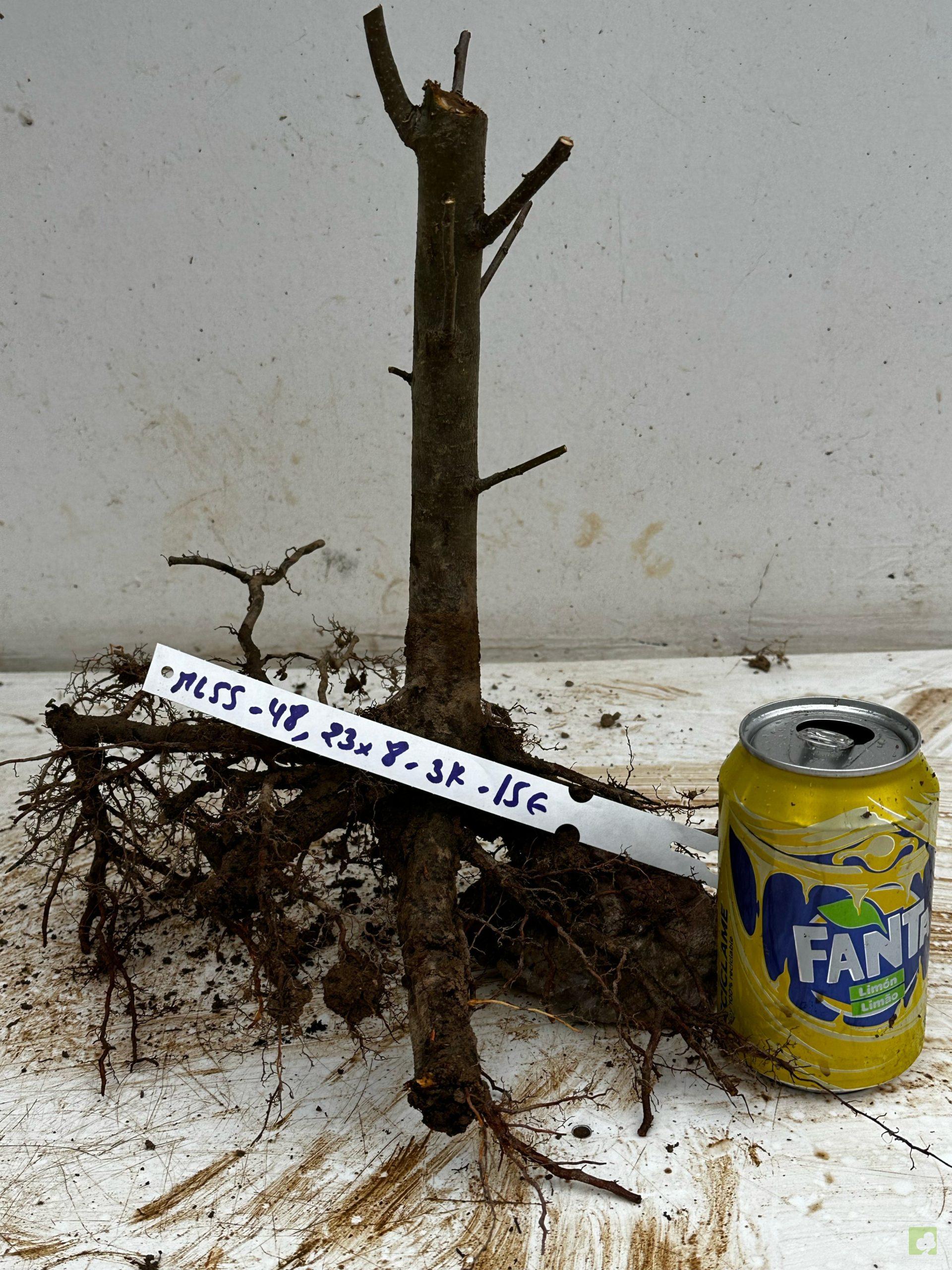 Processed with MOLDIV