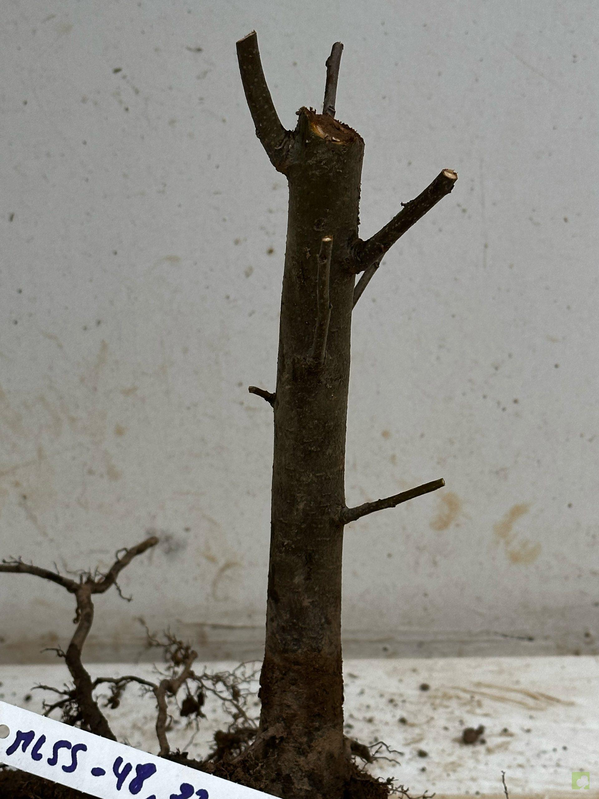 Processed with MOLDIV