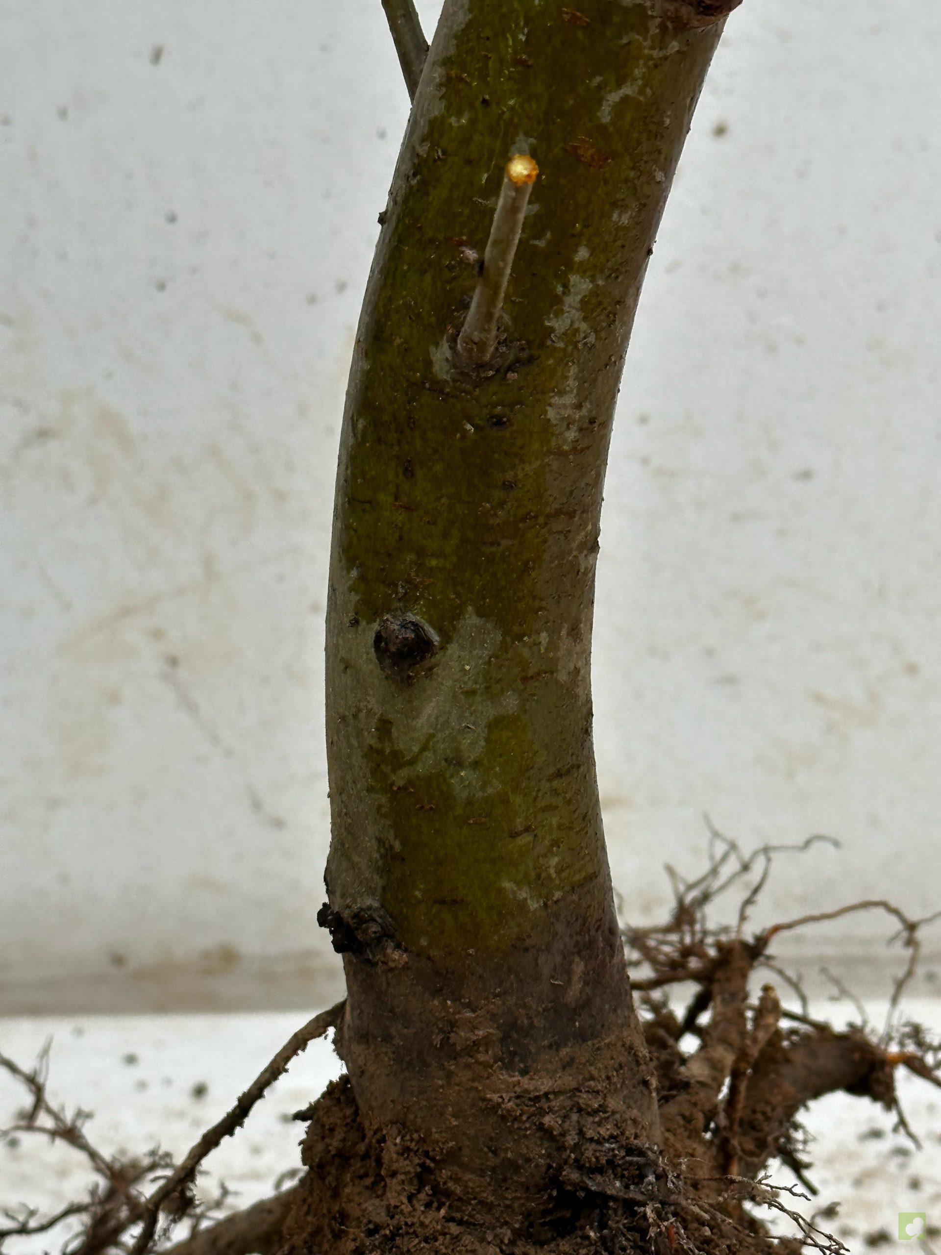 Processed with MOLDIV