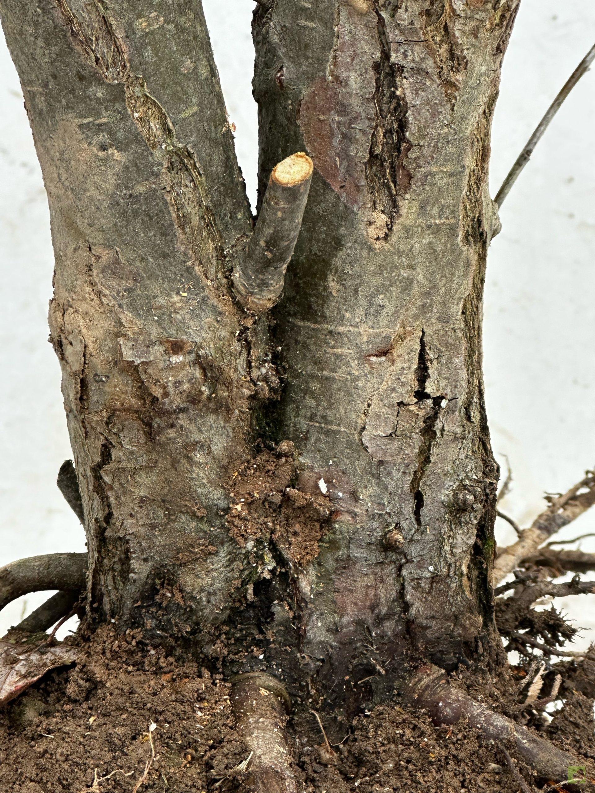 Processed with MOLDIV