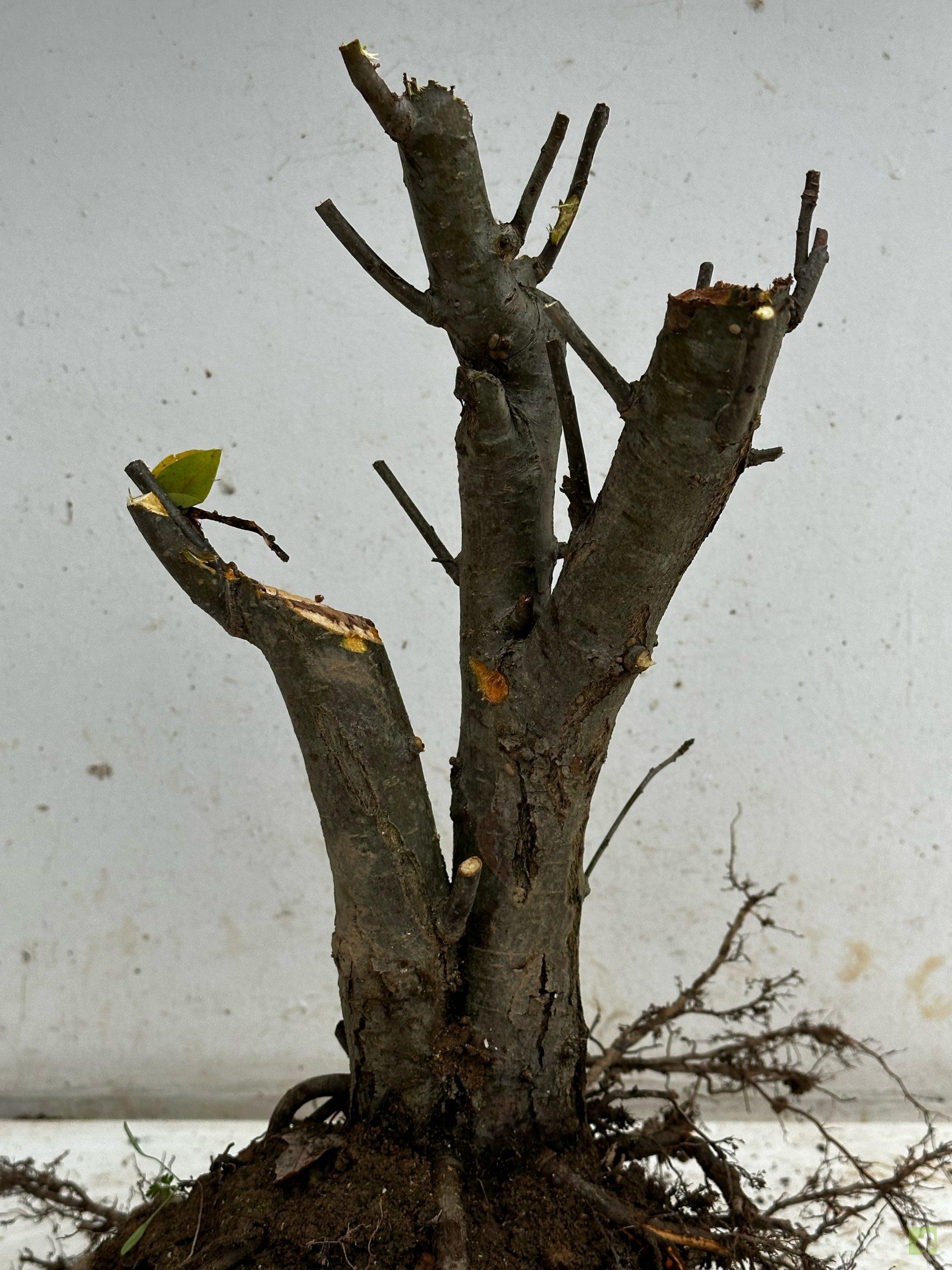 Processed with MOLDIV