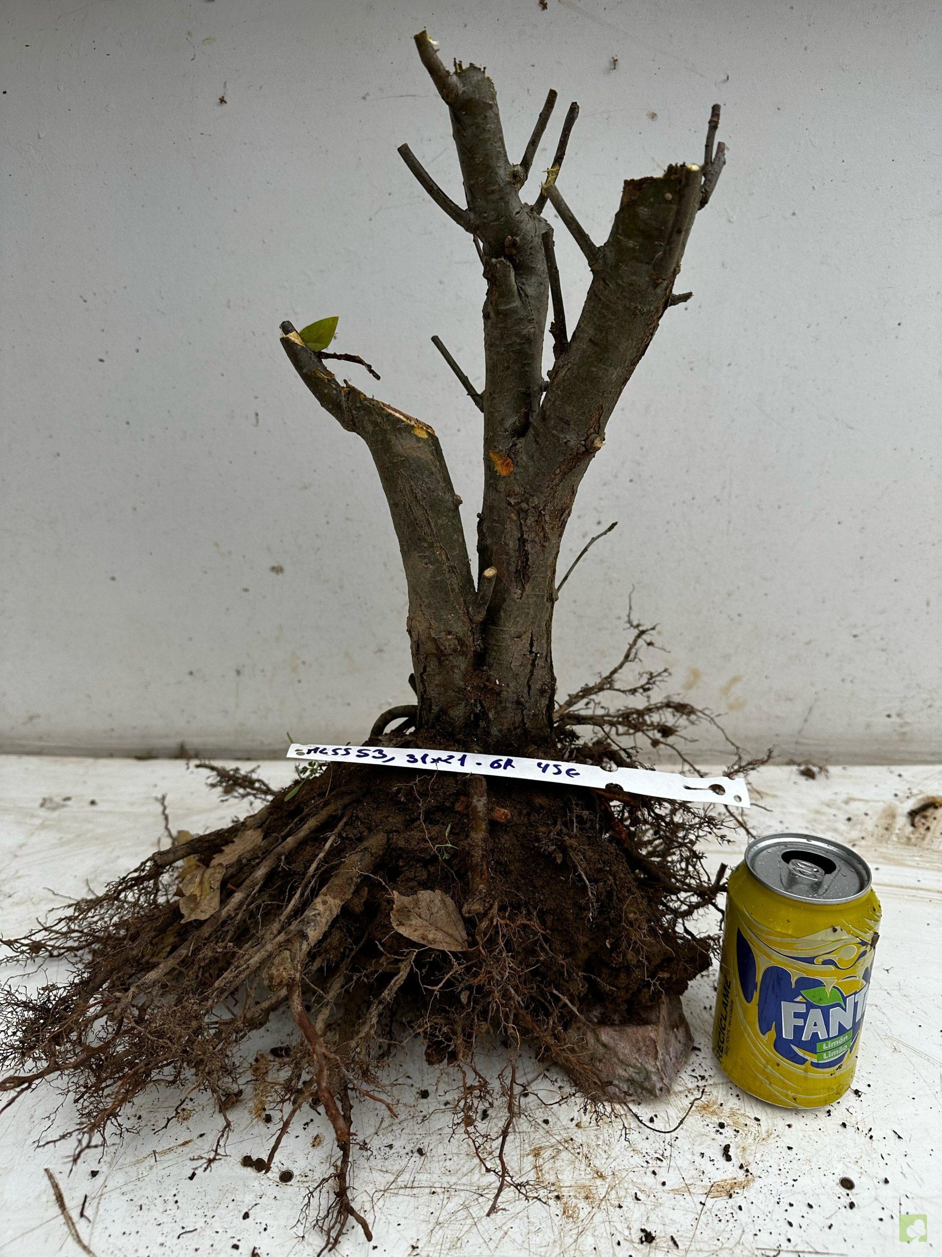 Processed with MOLDIV