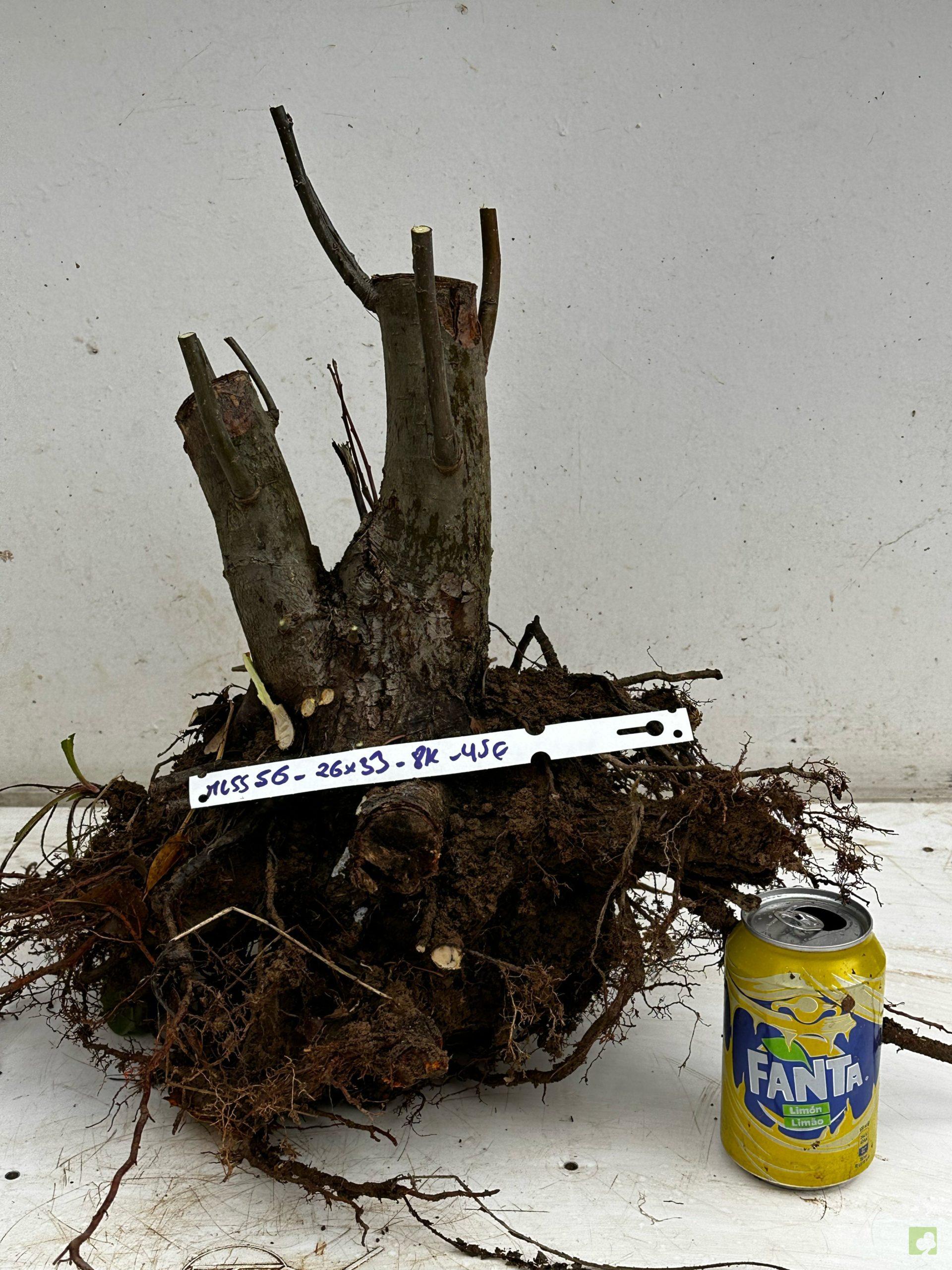 Processed with MOLDIV