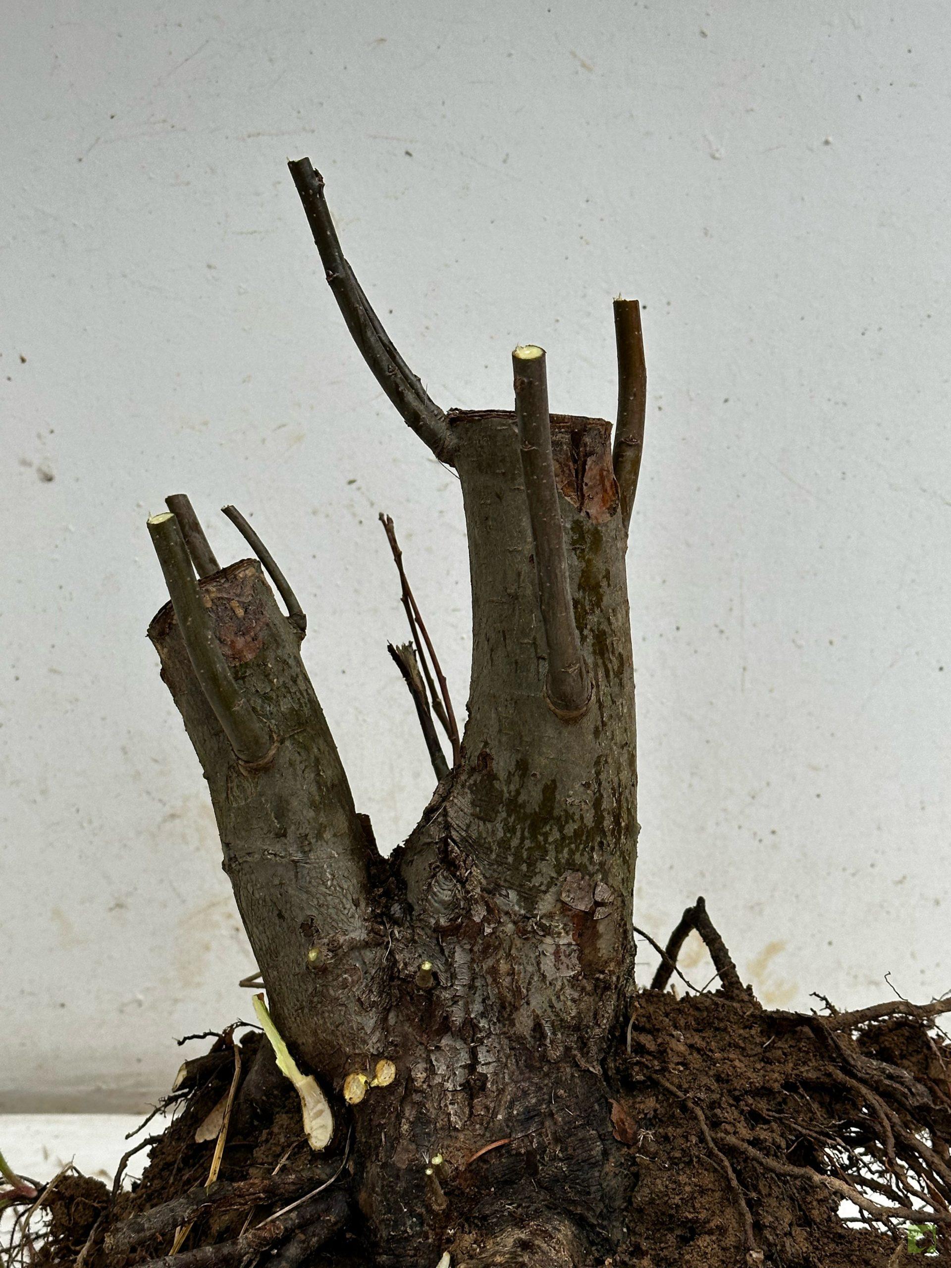 Processed with MOLDIV