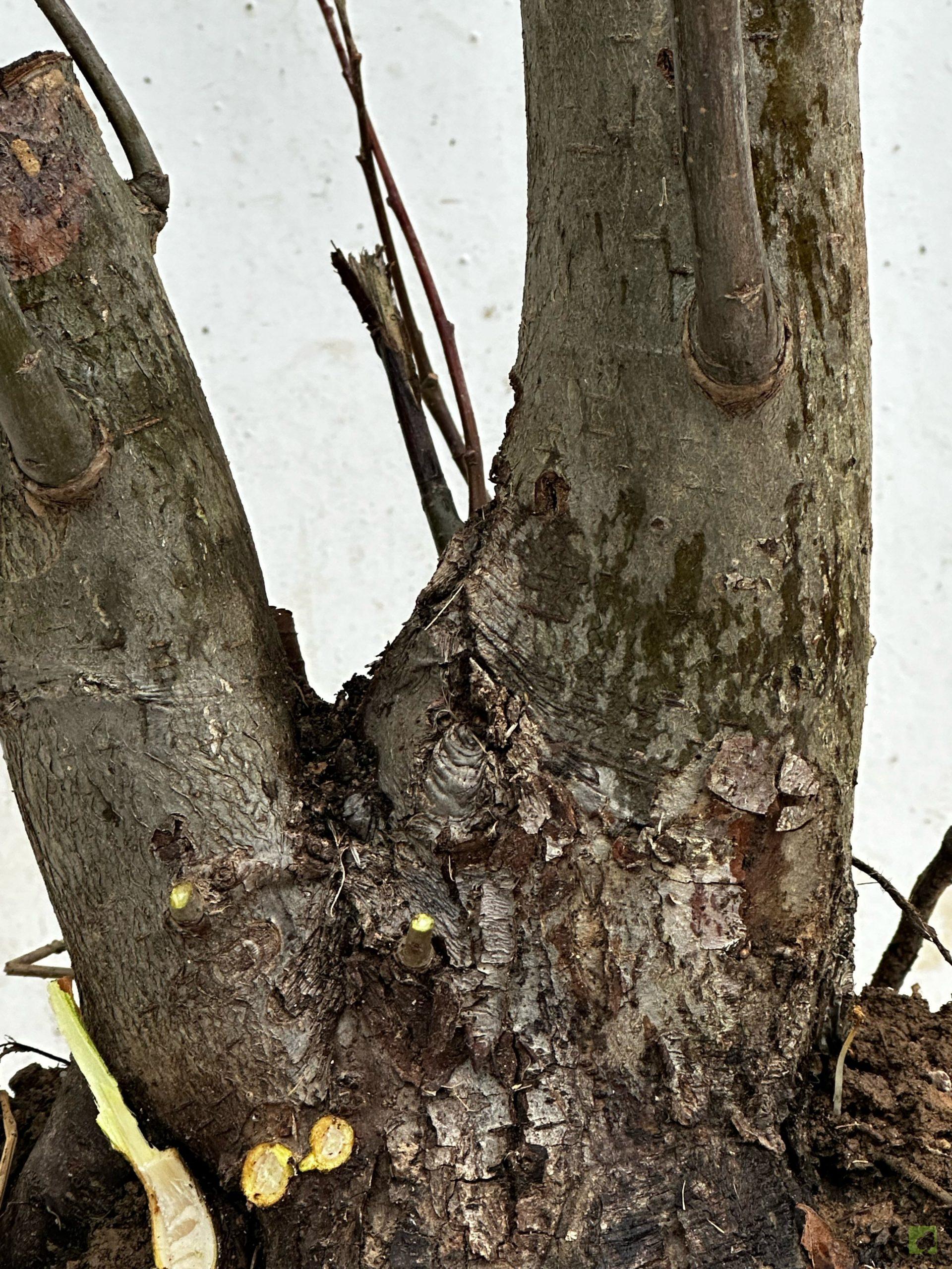 Processed with MOLDIV