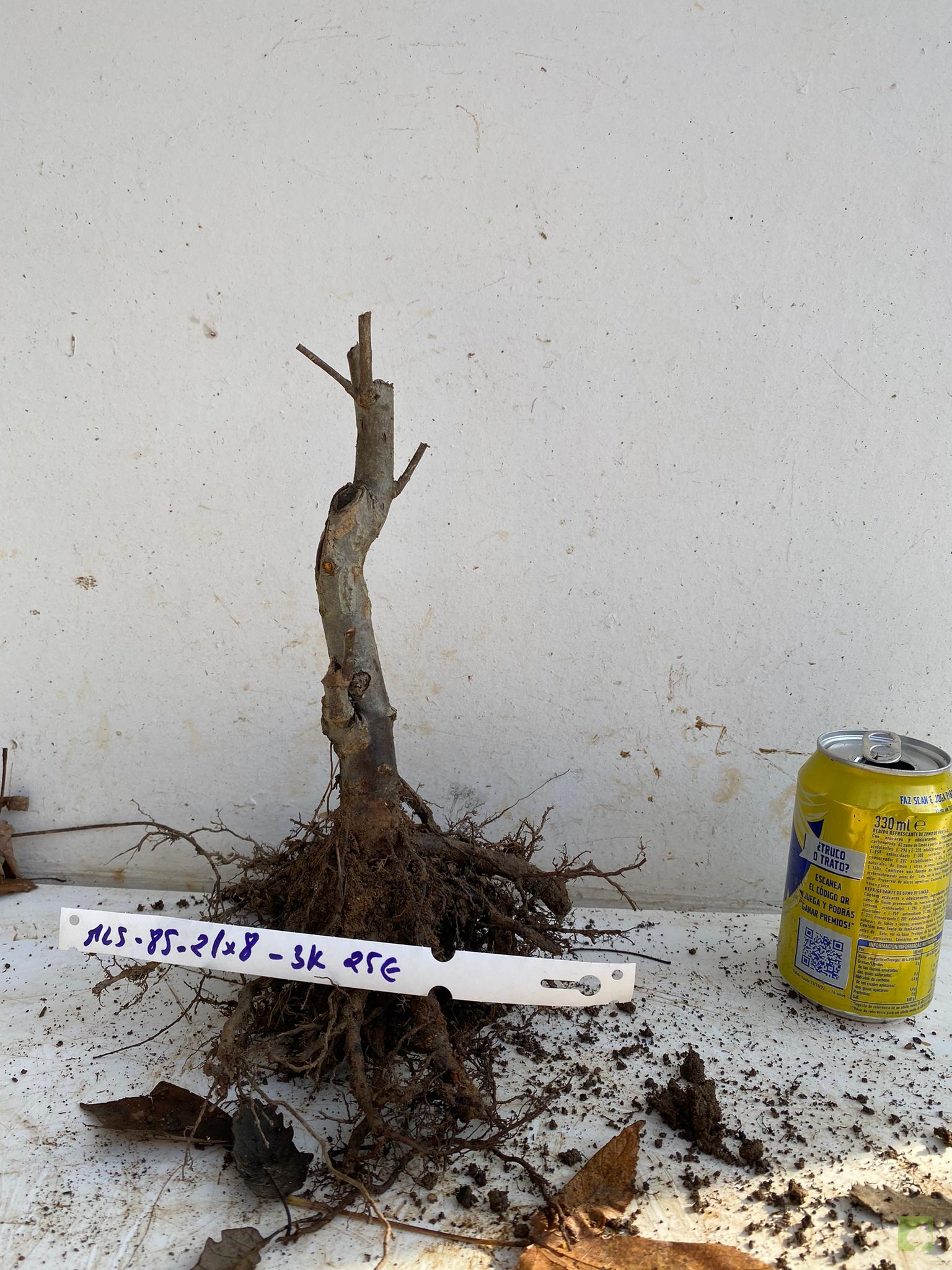 MALUS SIEBOLDII 85 (1)