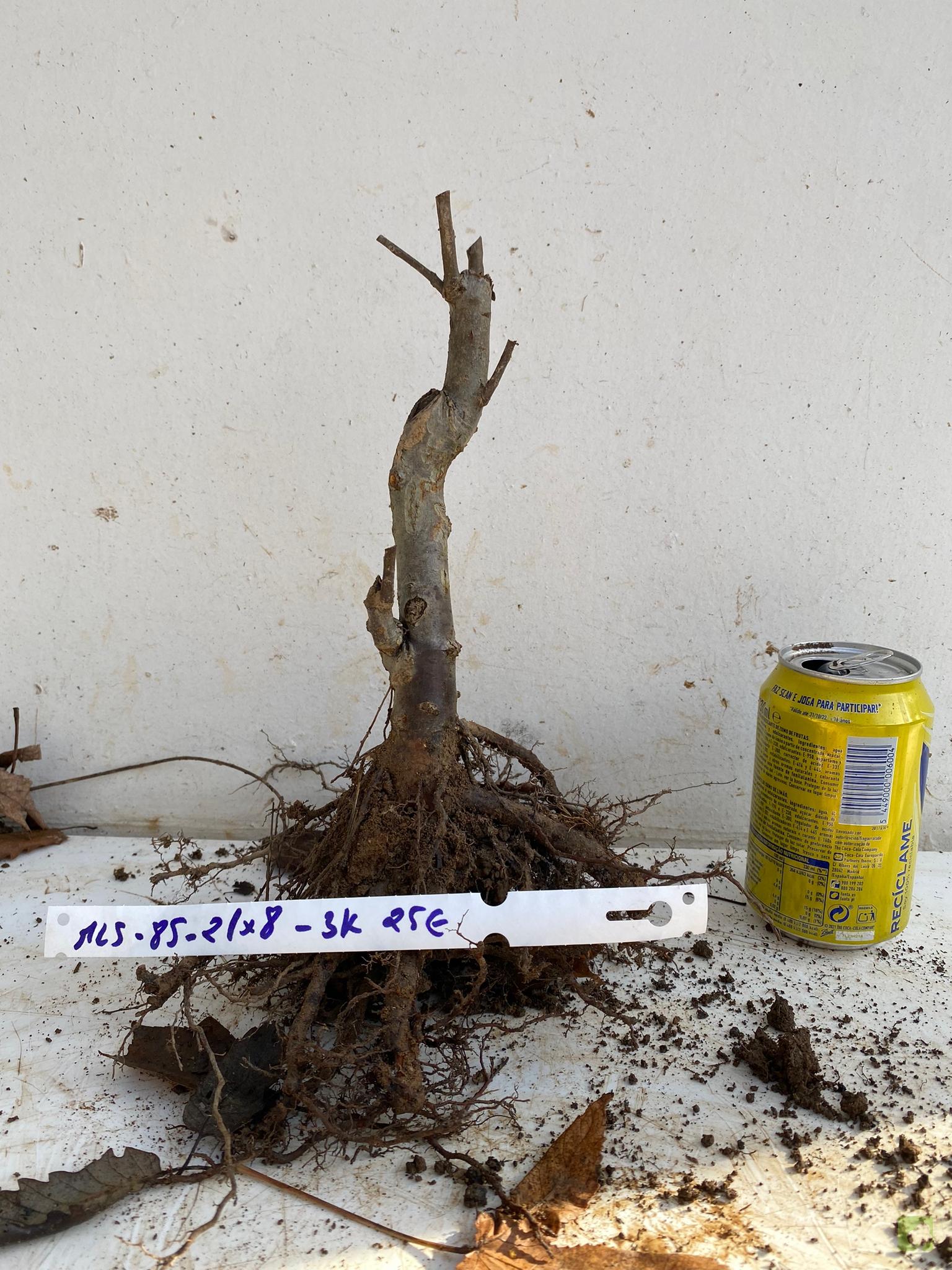 MALUS SIEBOLDII 85 (2)