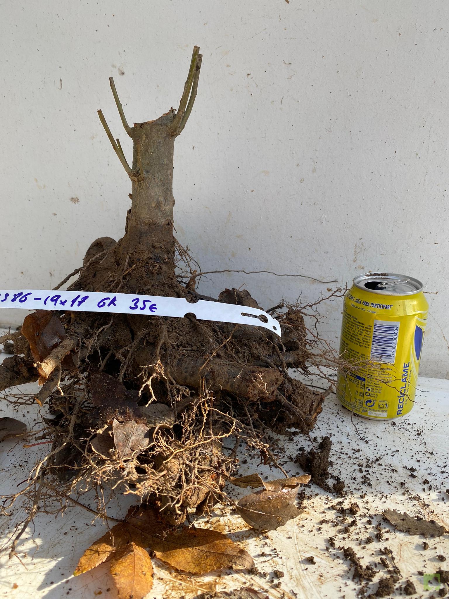 MALUS SIEBOLDII 86 (2)