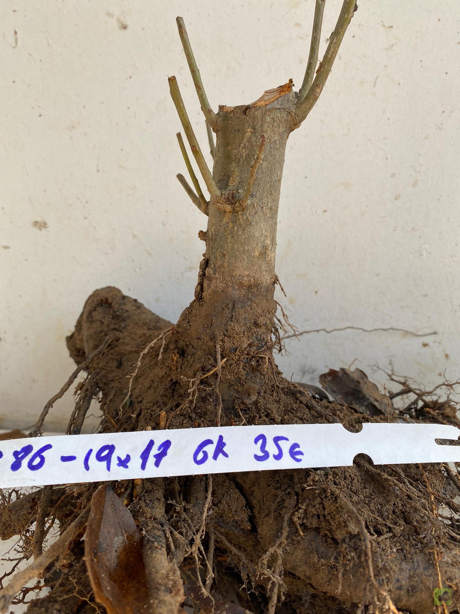 MALUS SIEBOLDII 86 (3)