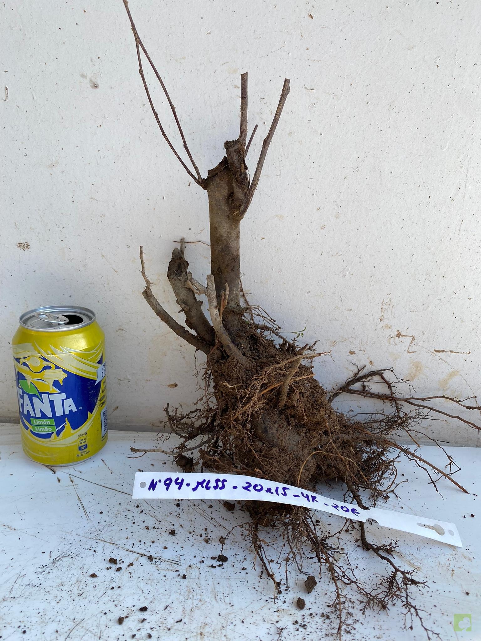 MALUS SIEBOLDII 94 (1)