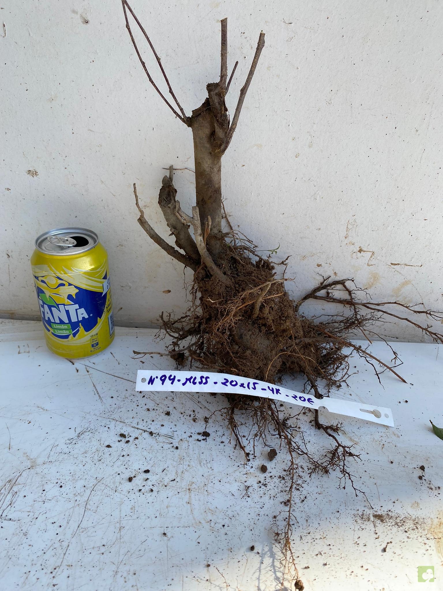 MALUS SIEBOLDII 94 (2)