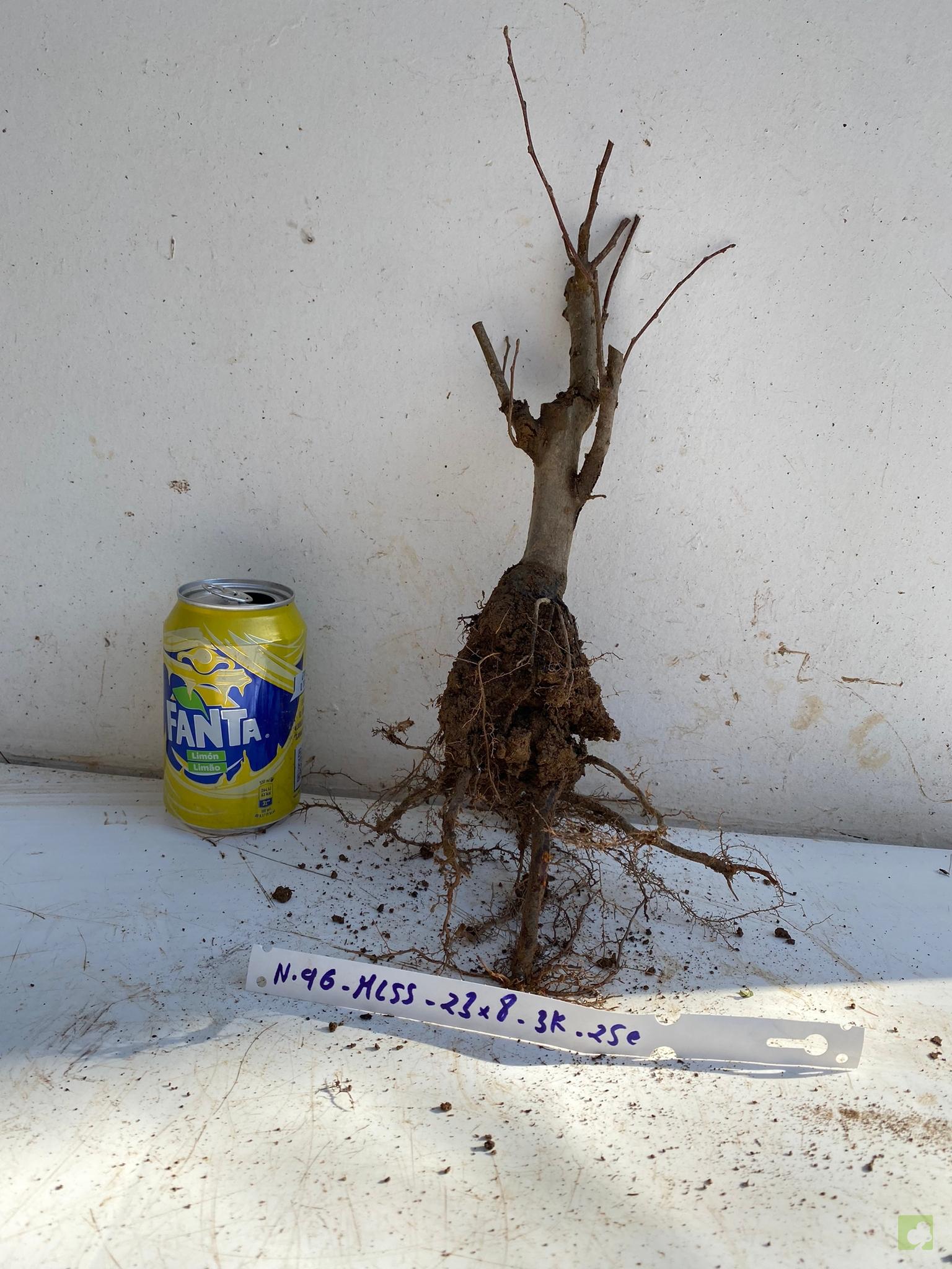 MALUS SIEBOLDII 96 (1)