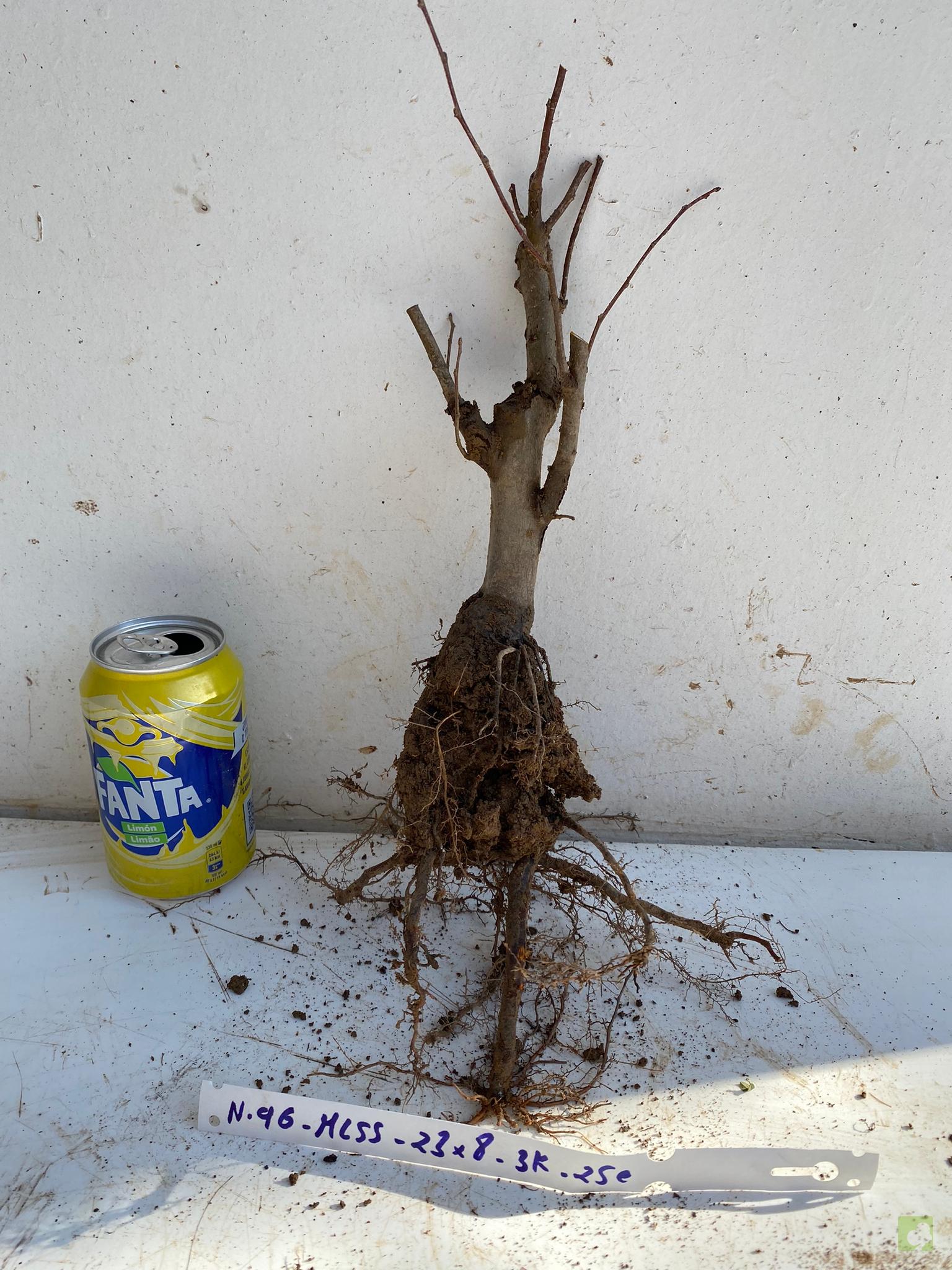 MALUS SIEBOLDII 96 (2)