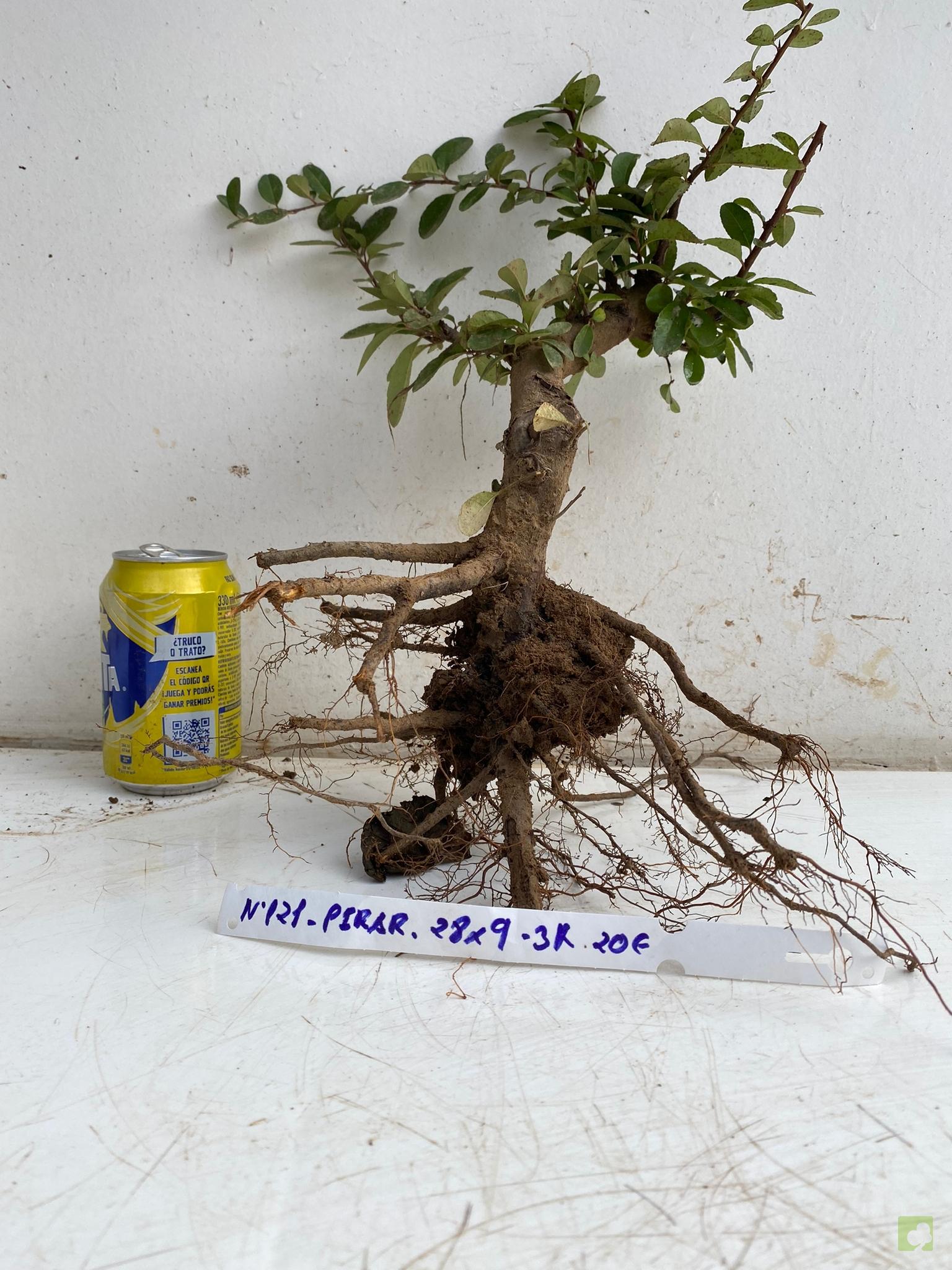 PIRACANTA ROJA 121 (1)