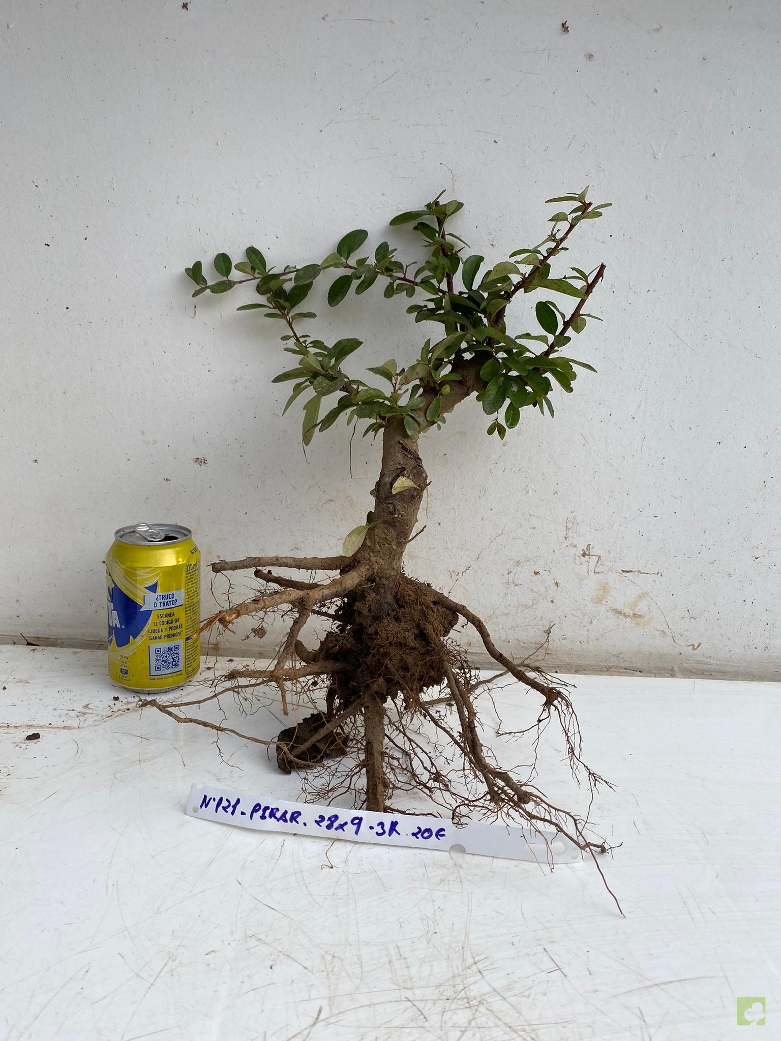 PIRACANTA ROJA 121 (2)