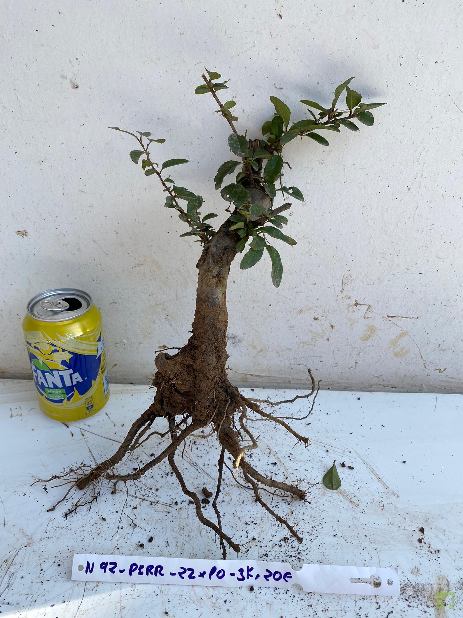 PIRACANTA ROJA 92 (1)