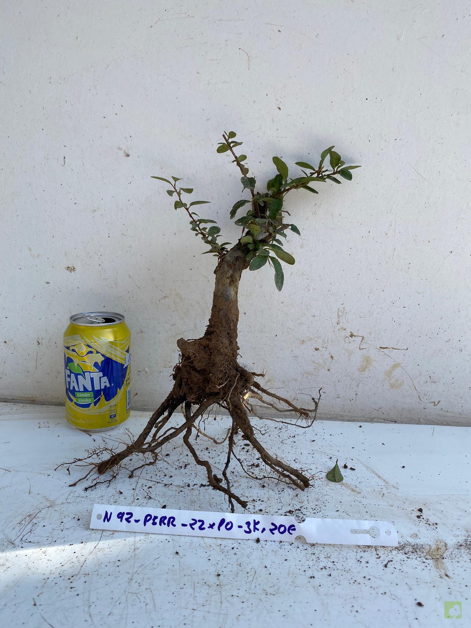 PIRACANTA ROJA 92 (2)