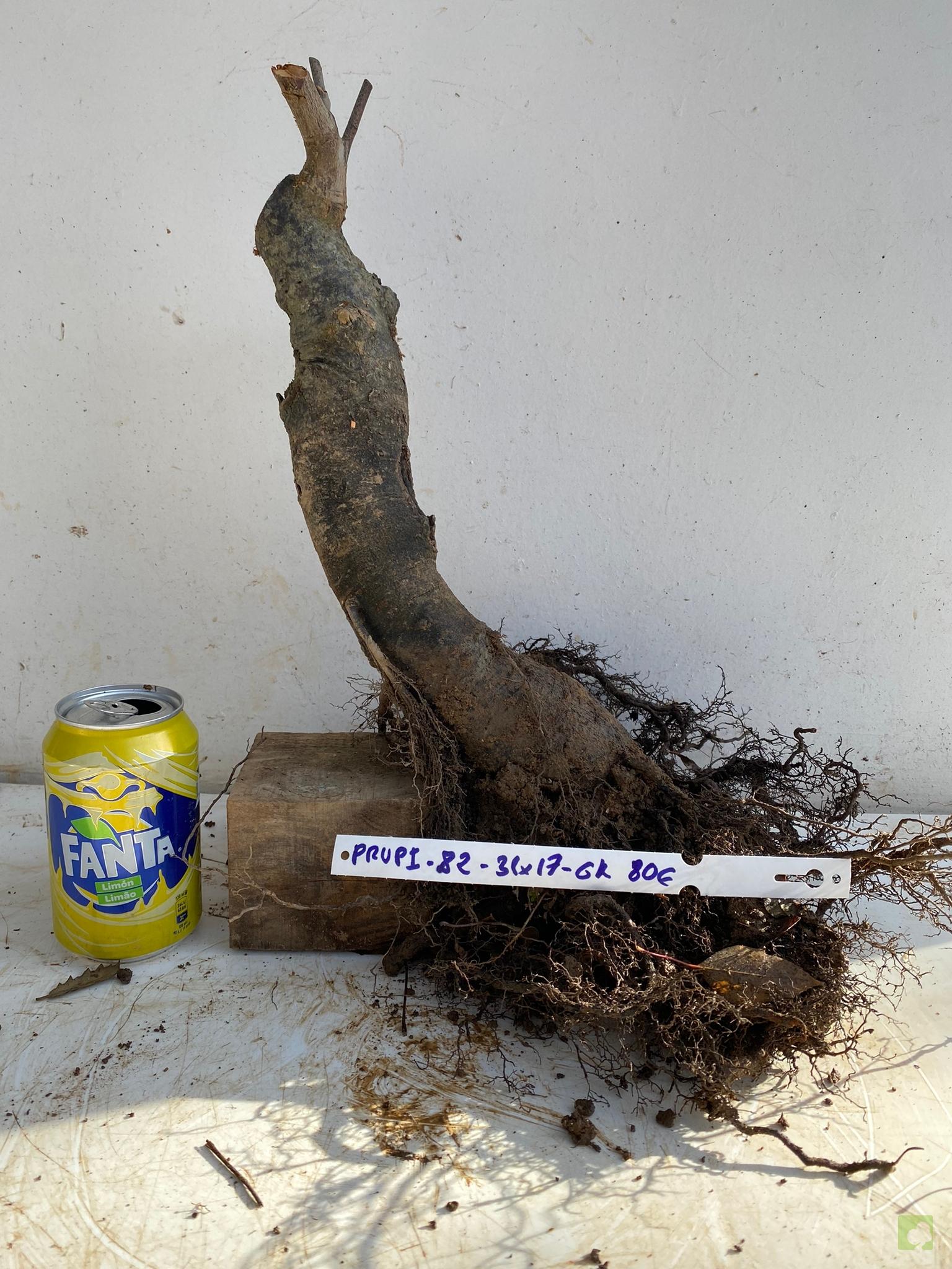 PRUNIS PISARDI 82 (1)