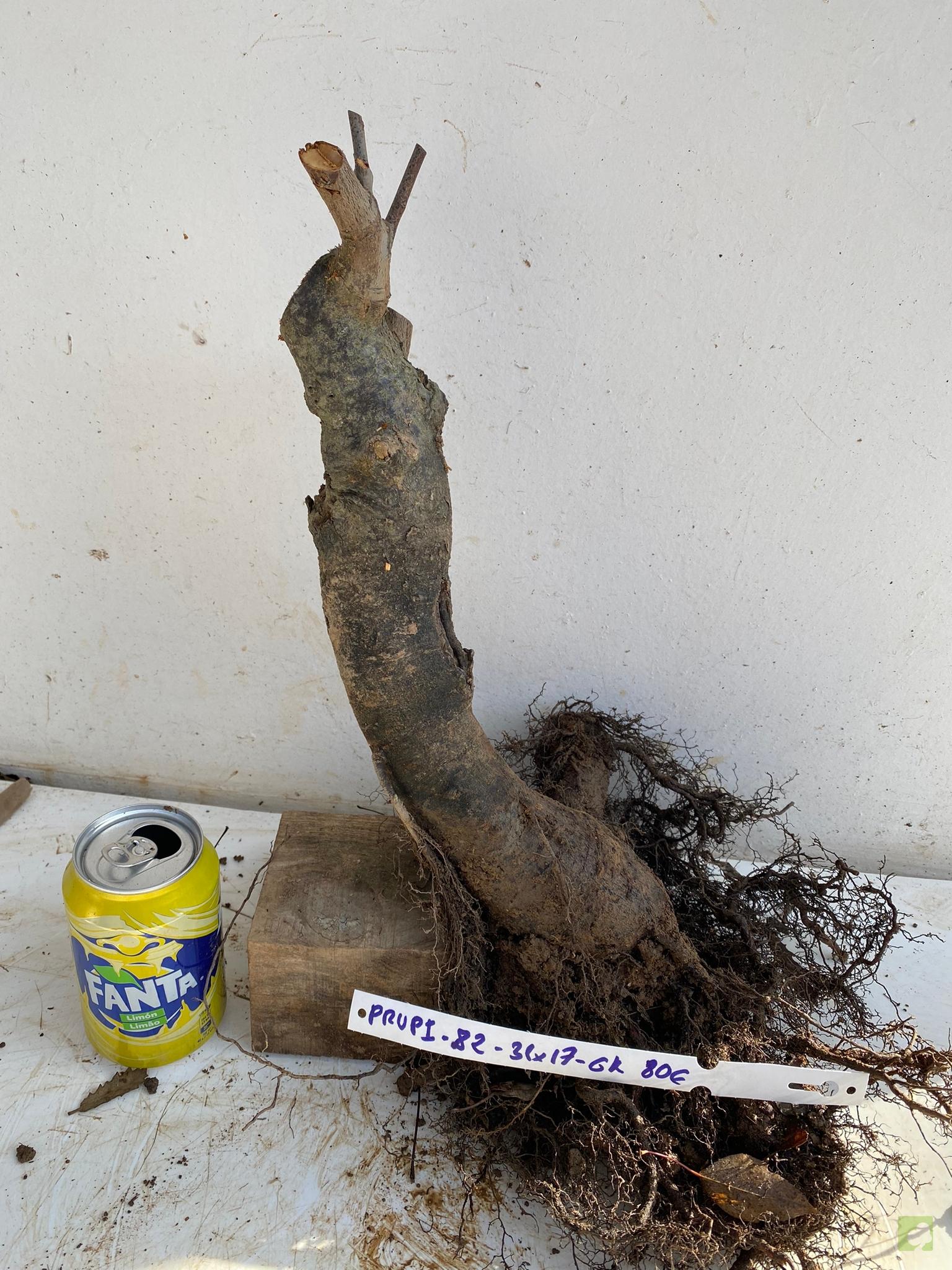 PRUNIS PISARDI 82 (2)