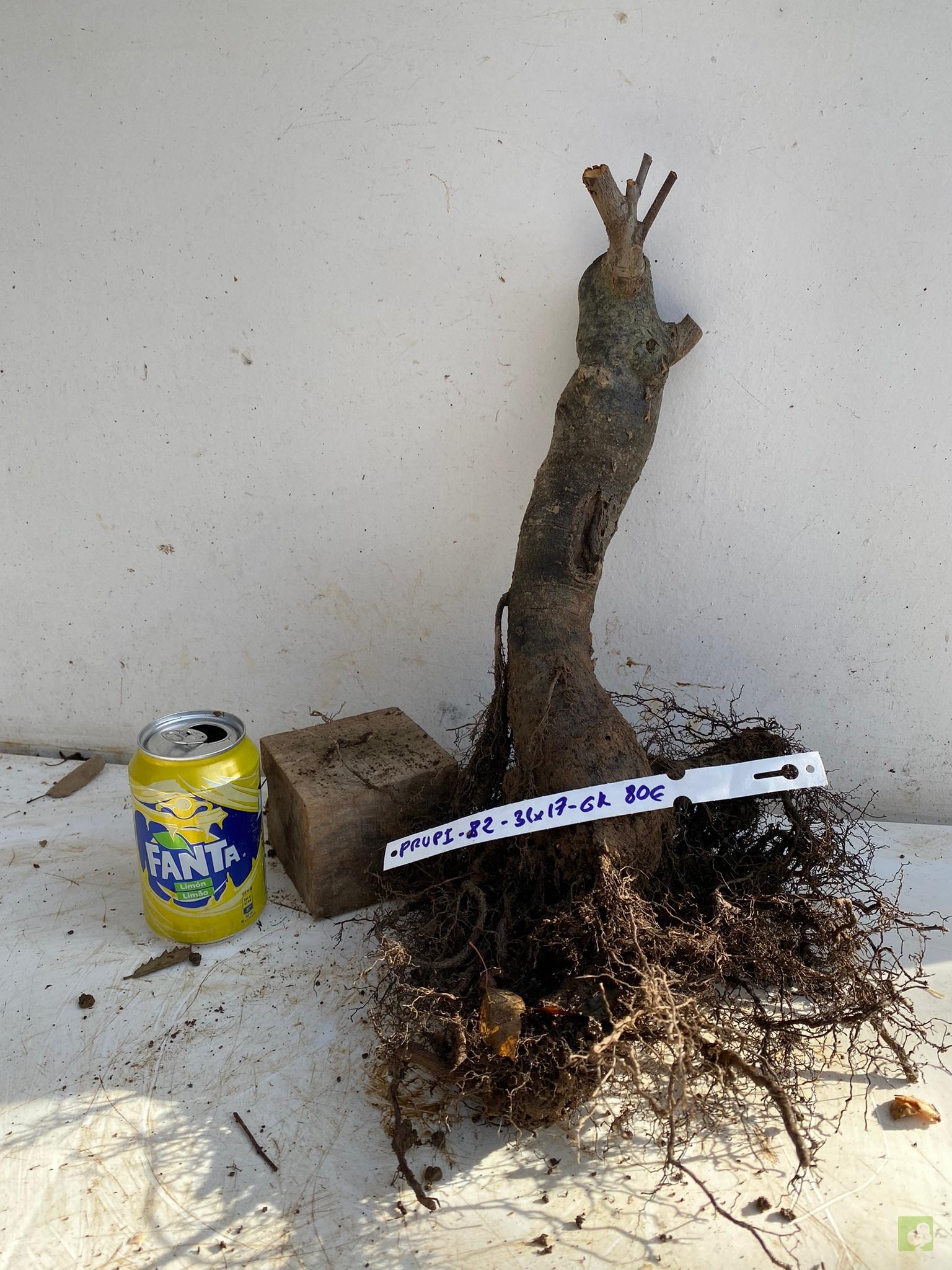 PRUNIS PISARDI 82 (3)