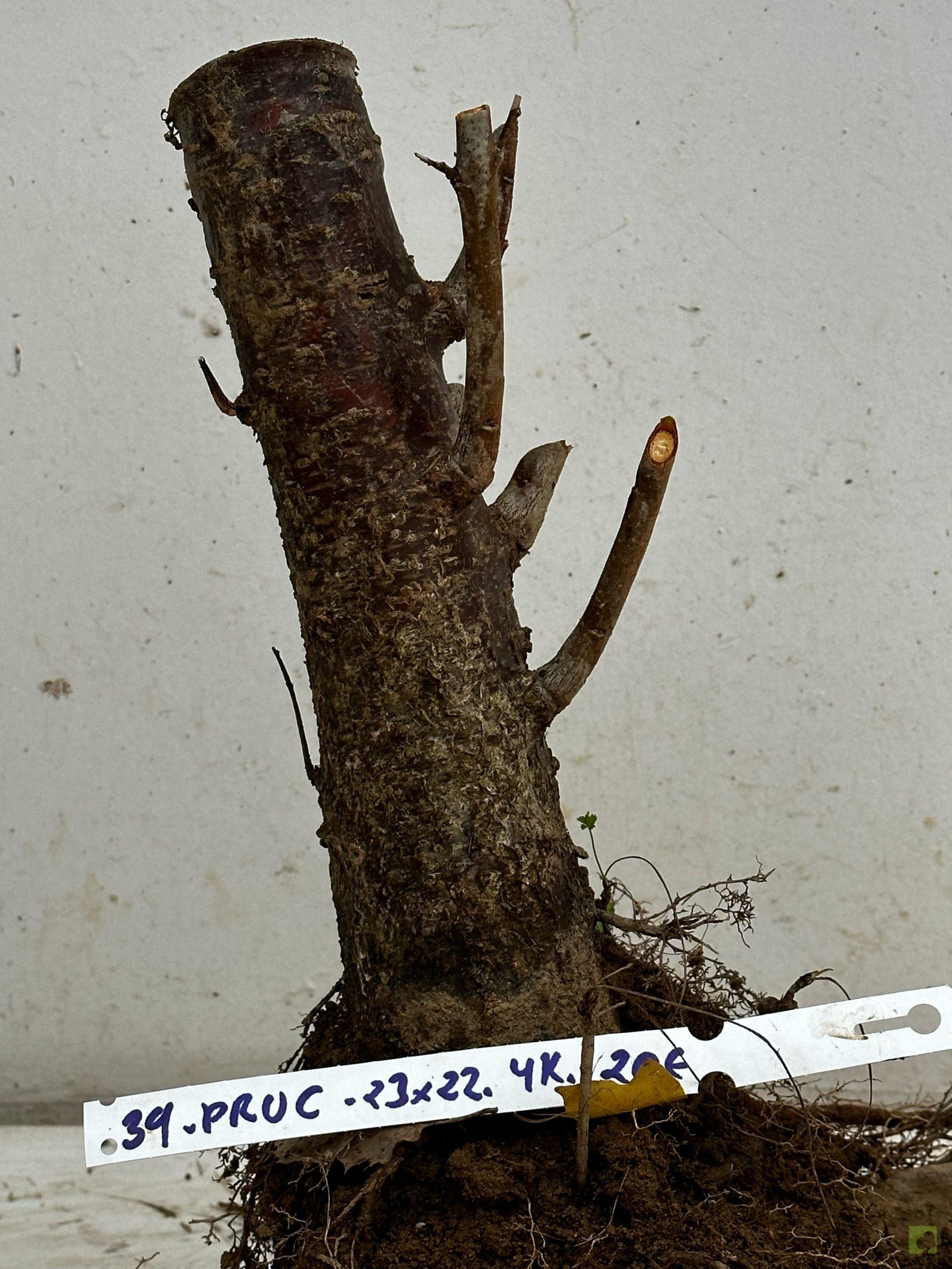 Processed with MOLDIV