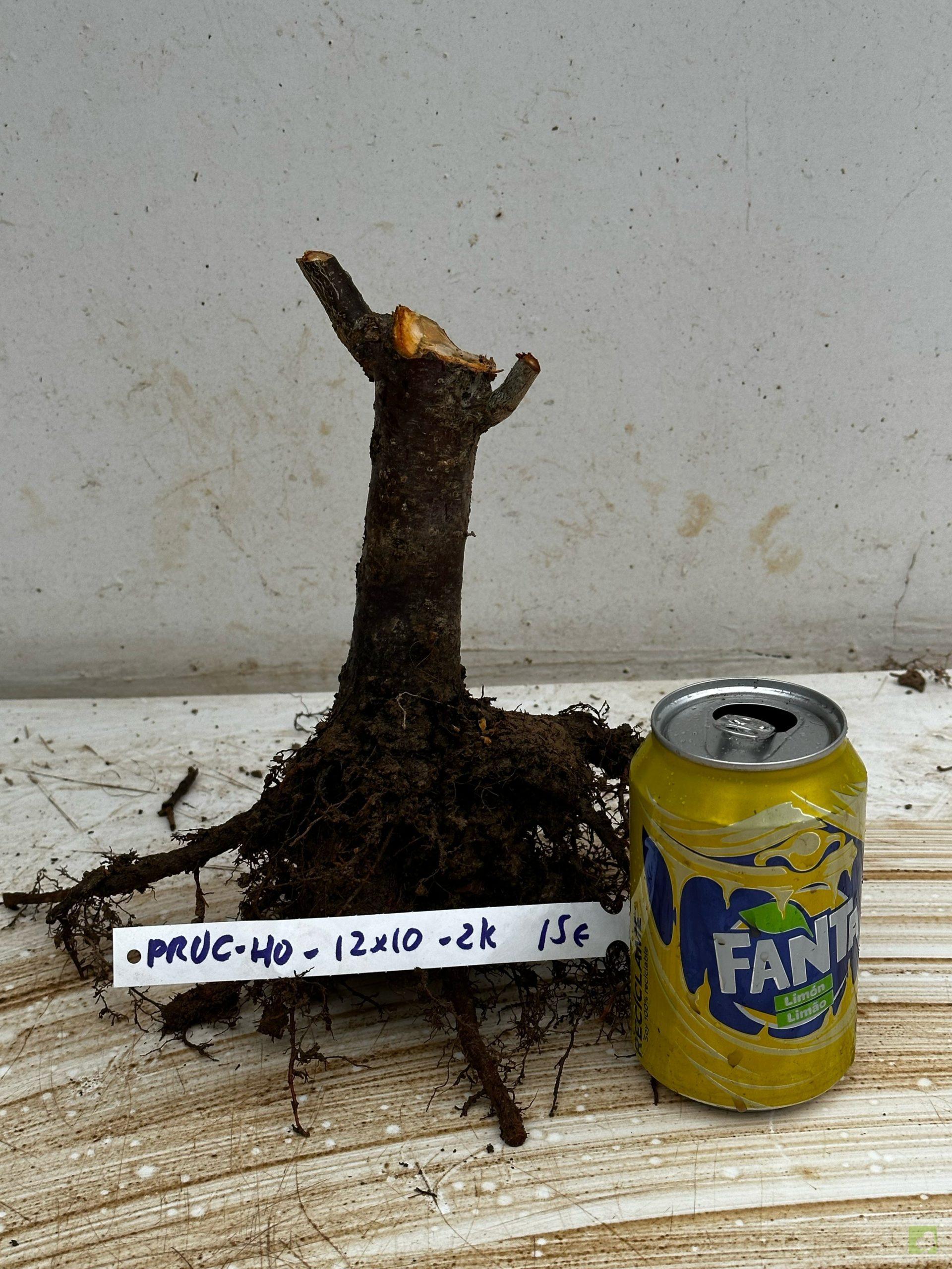 Processed with MOLDIV