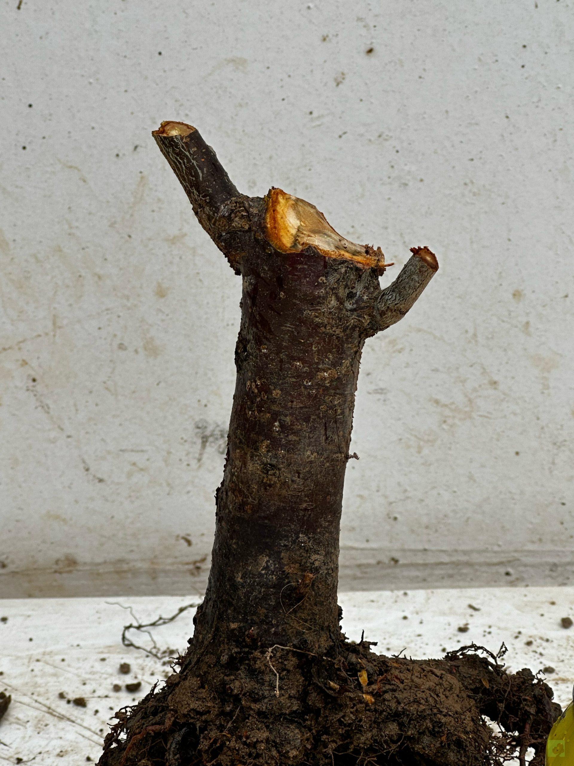 Processed with MOLDIV