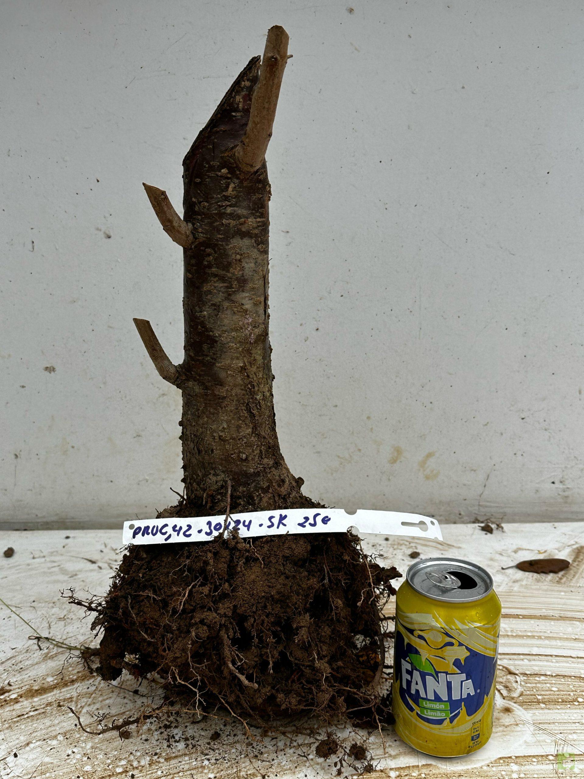 Processed with MOLDIV