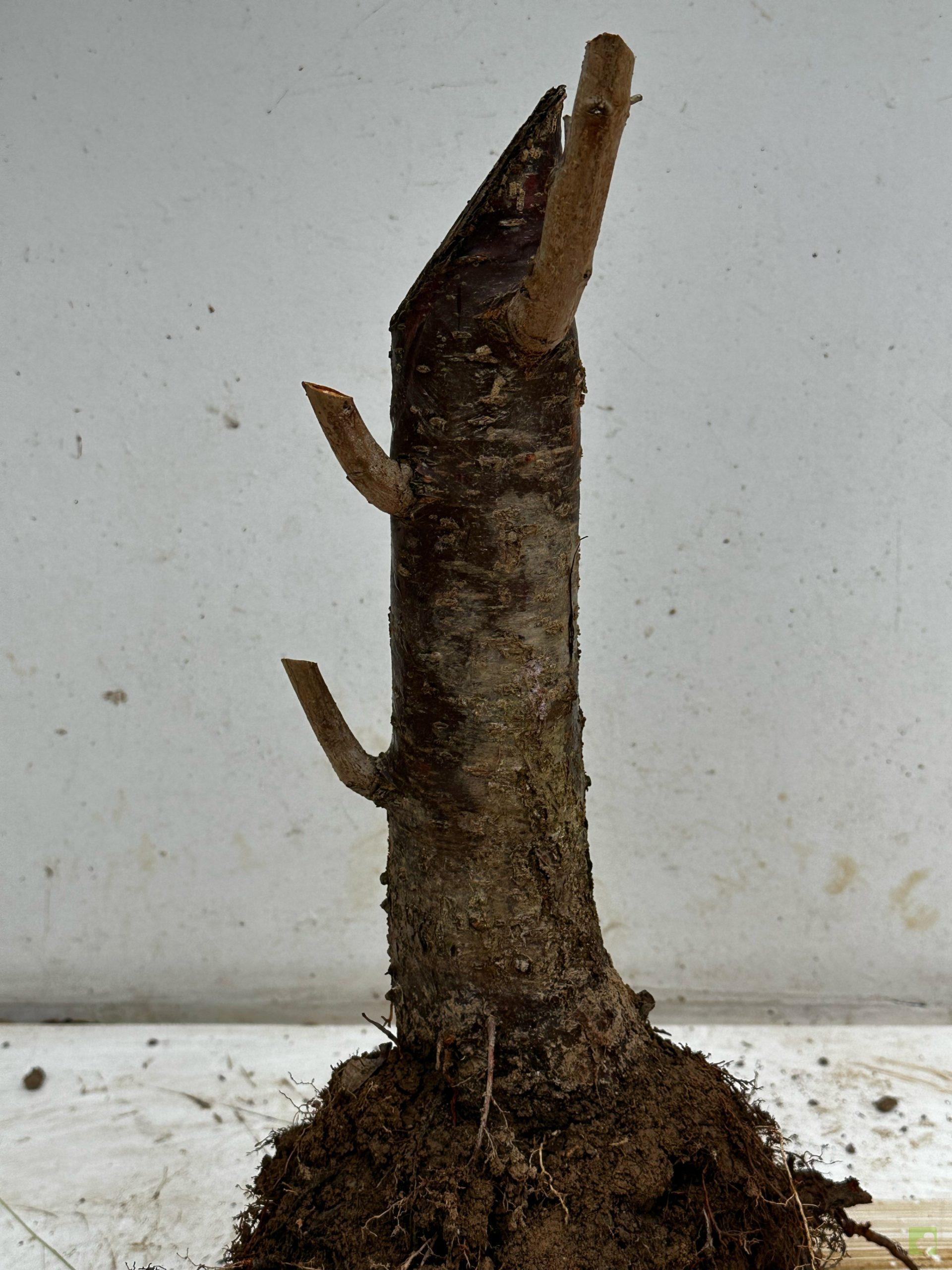 Processed with MOLDIV