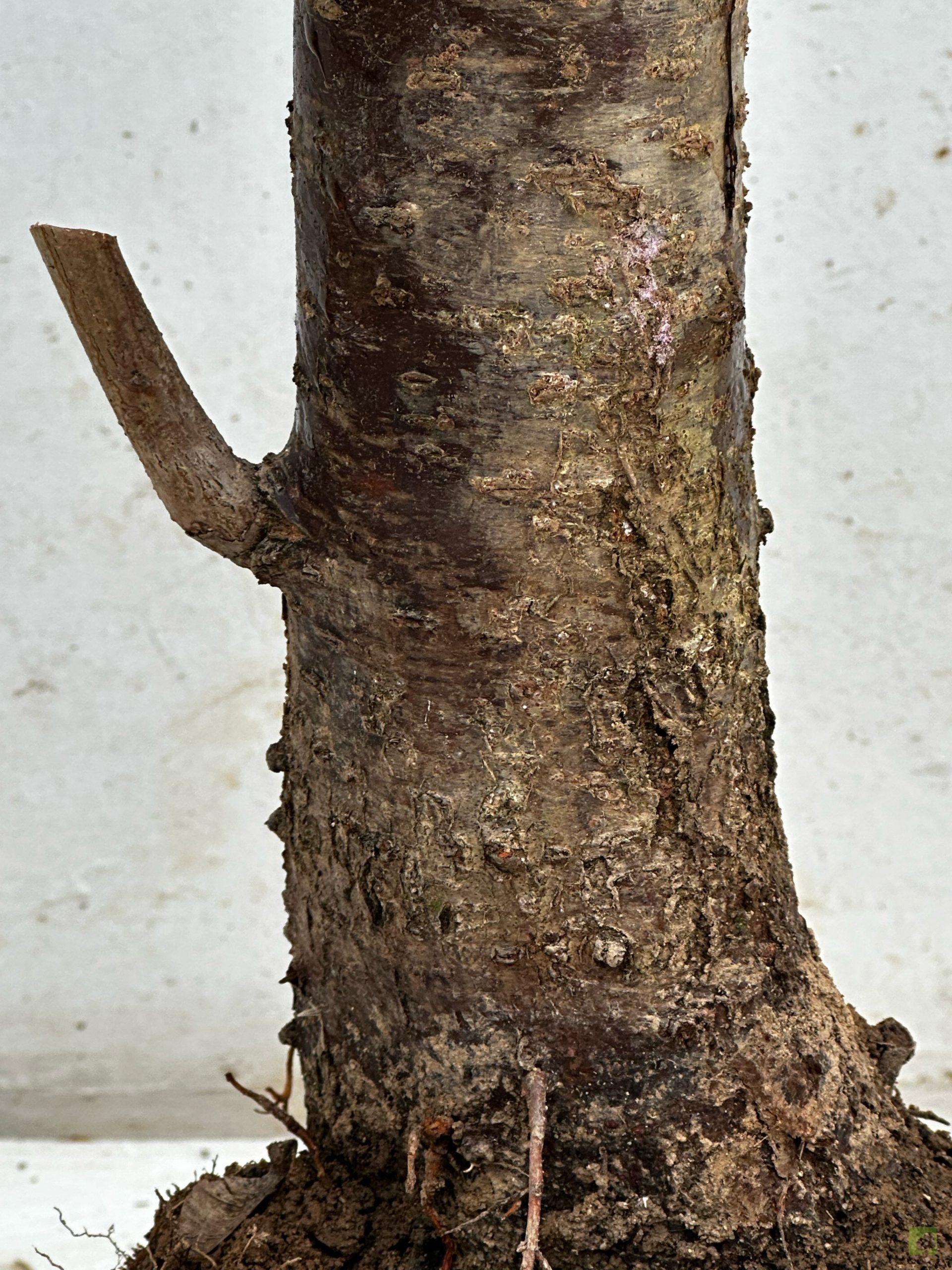 Processed with MOLDIV