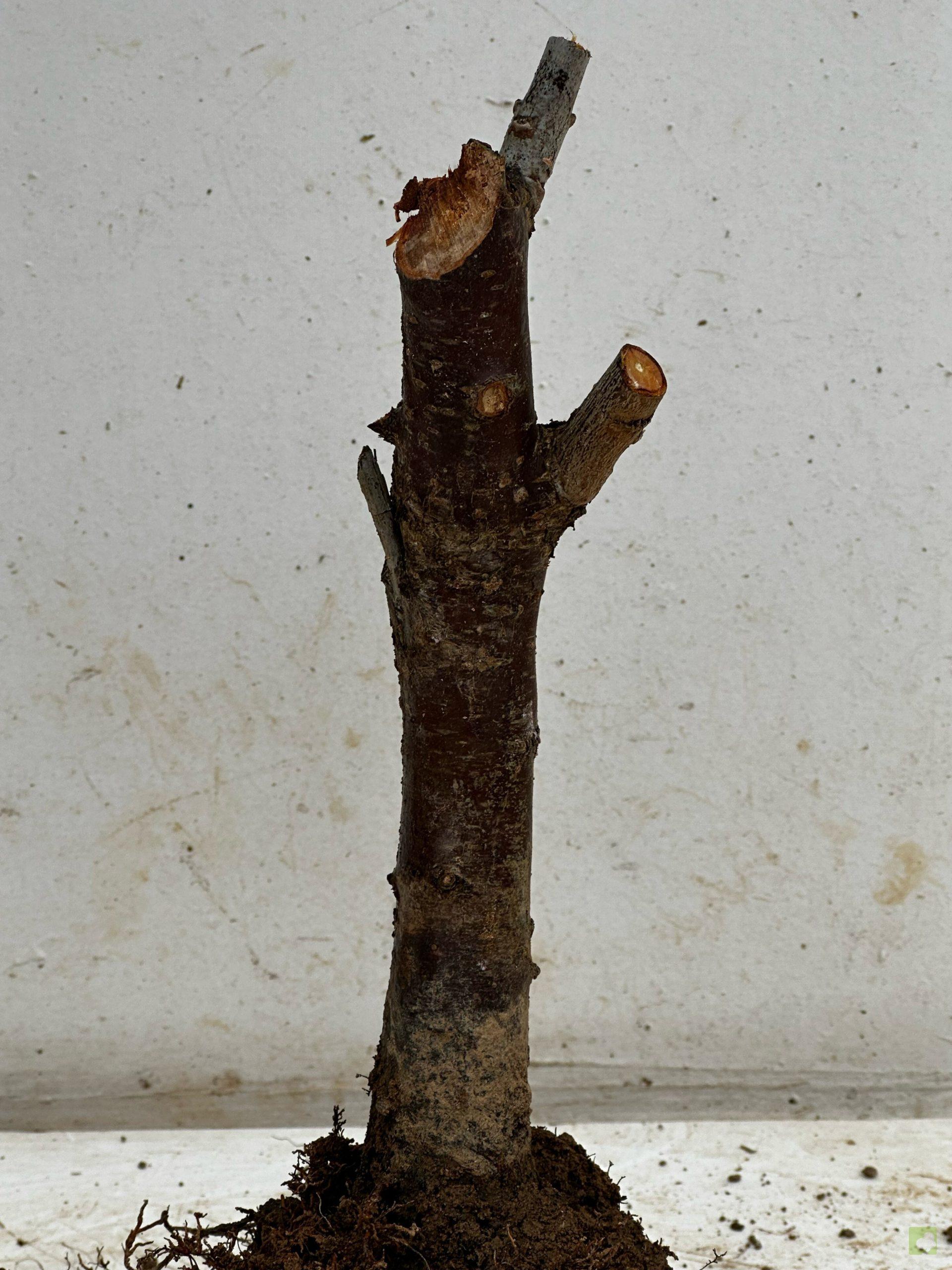 Processed with MOLDIV