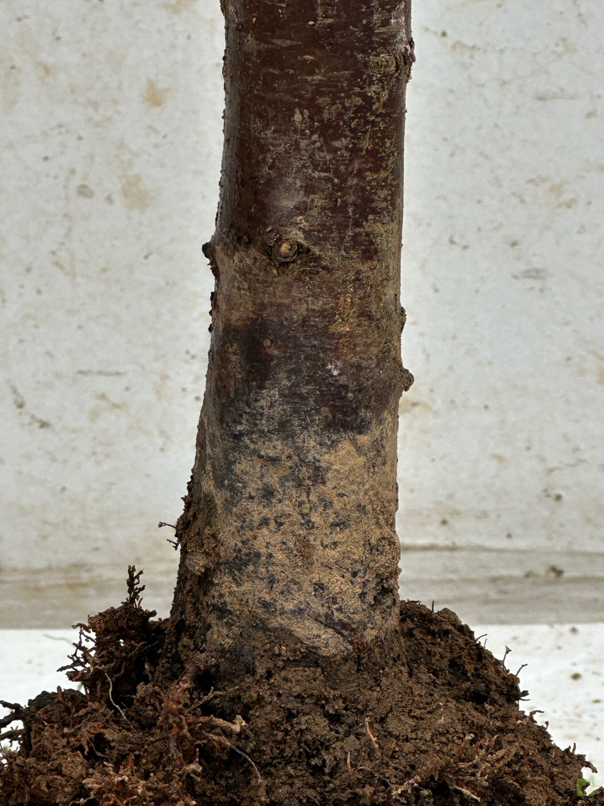 Processed with MOLDIV