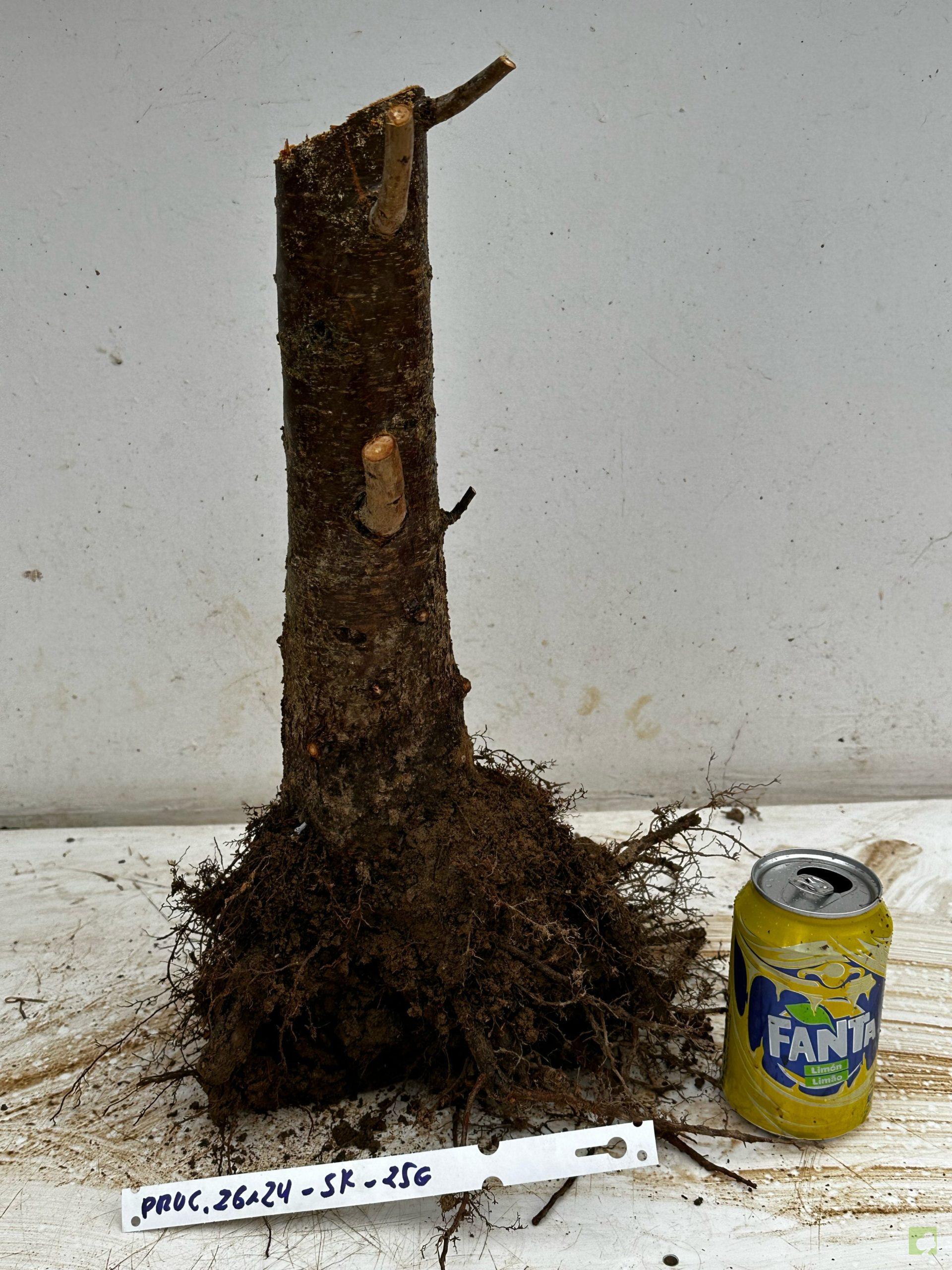 Processed with MOLDIV