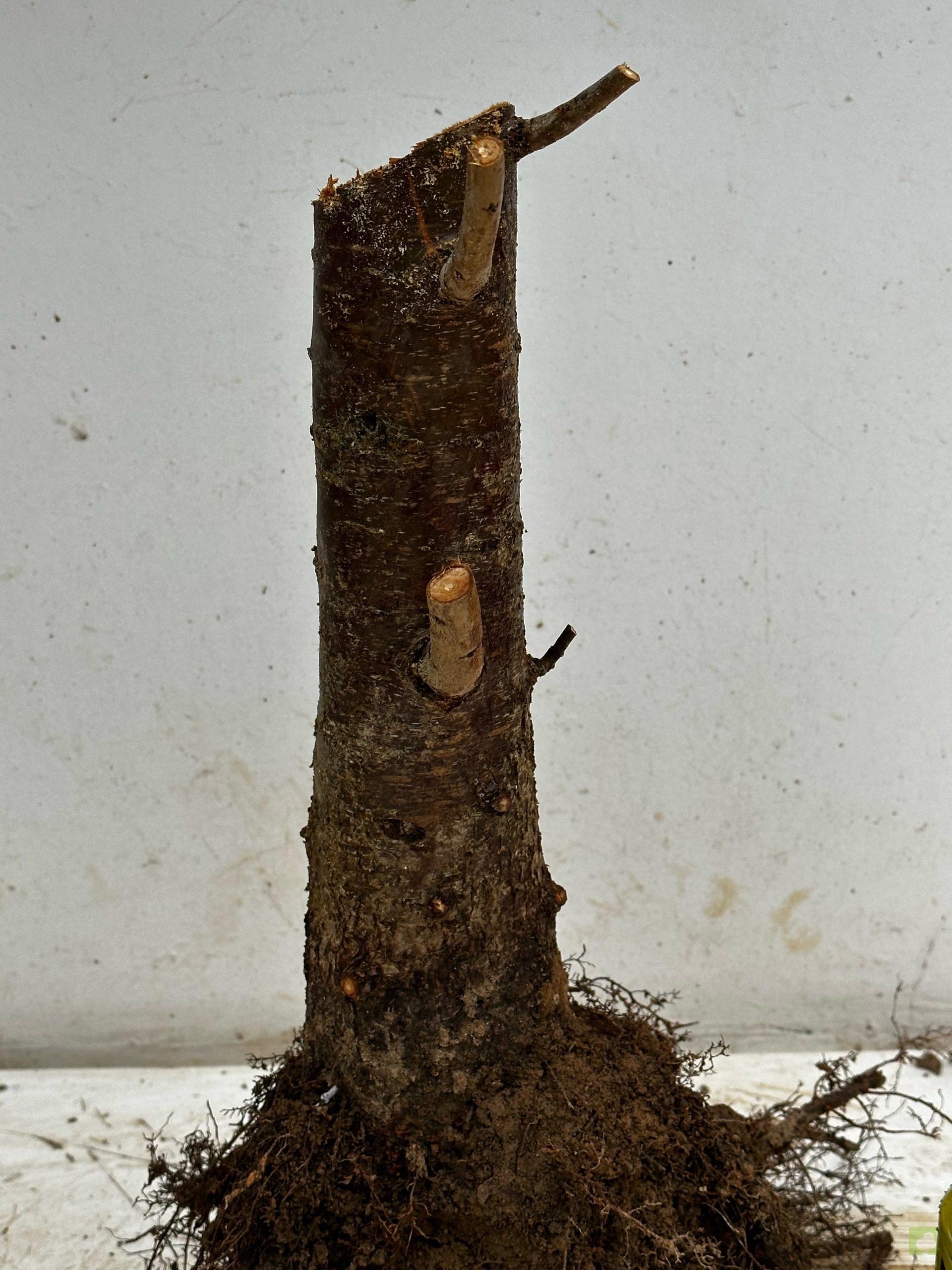 Processed with MOLDIV