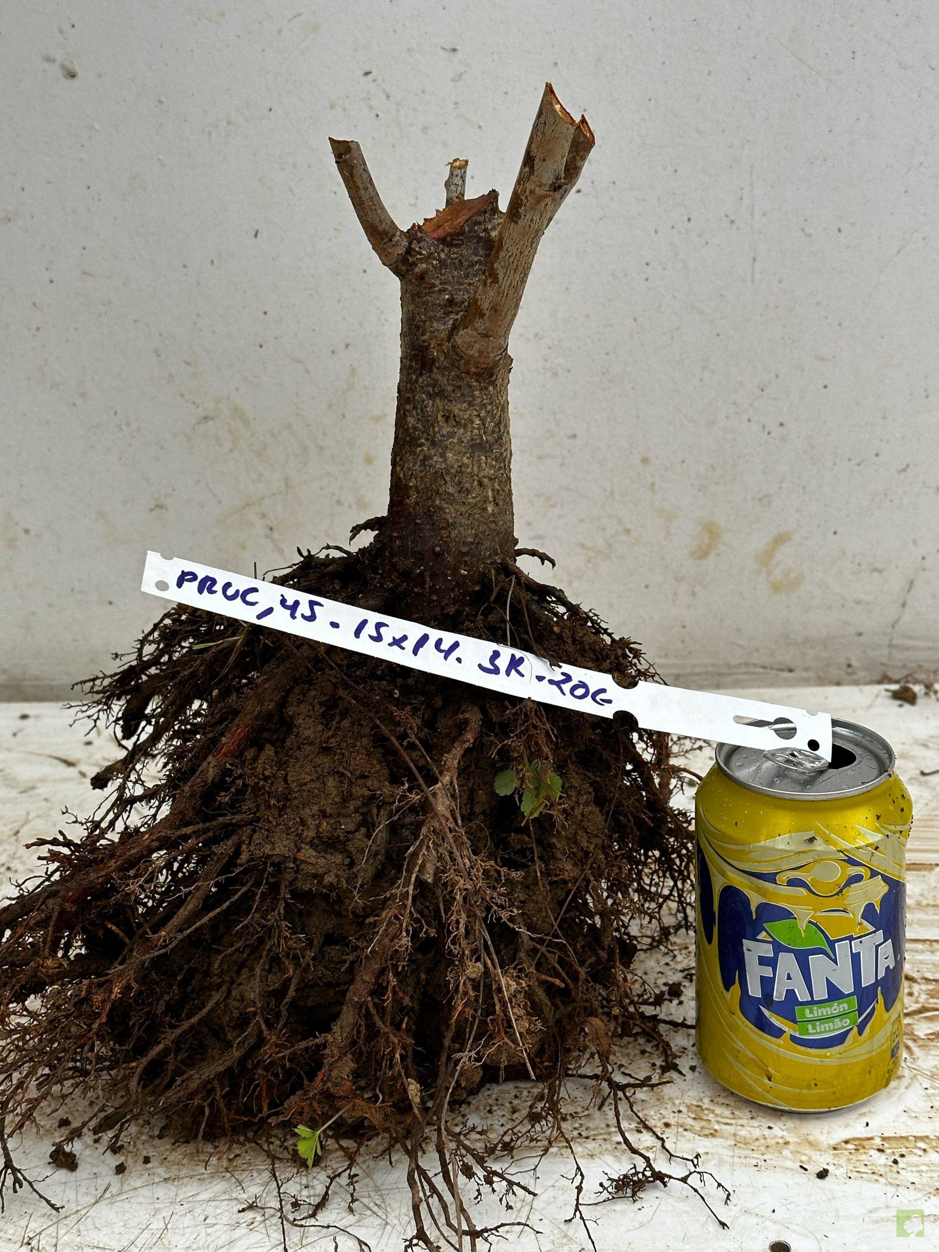 Processed with MOLDIV