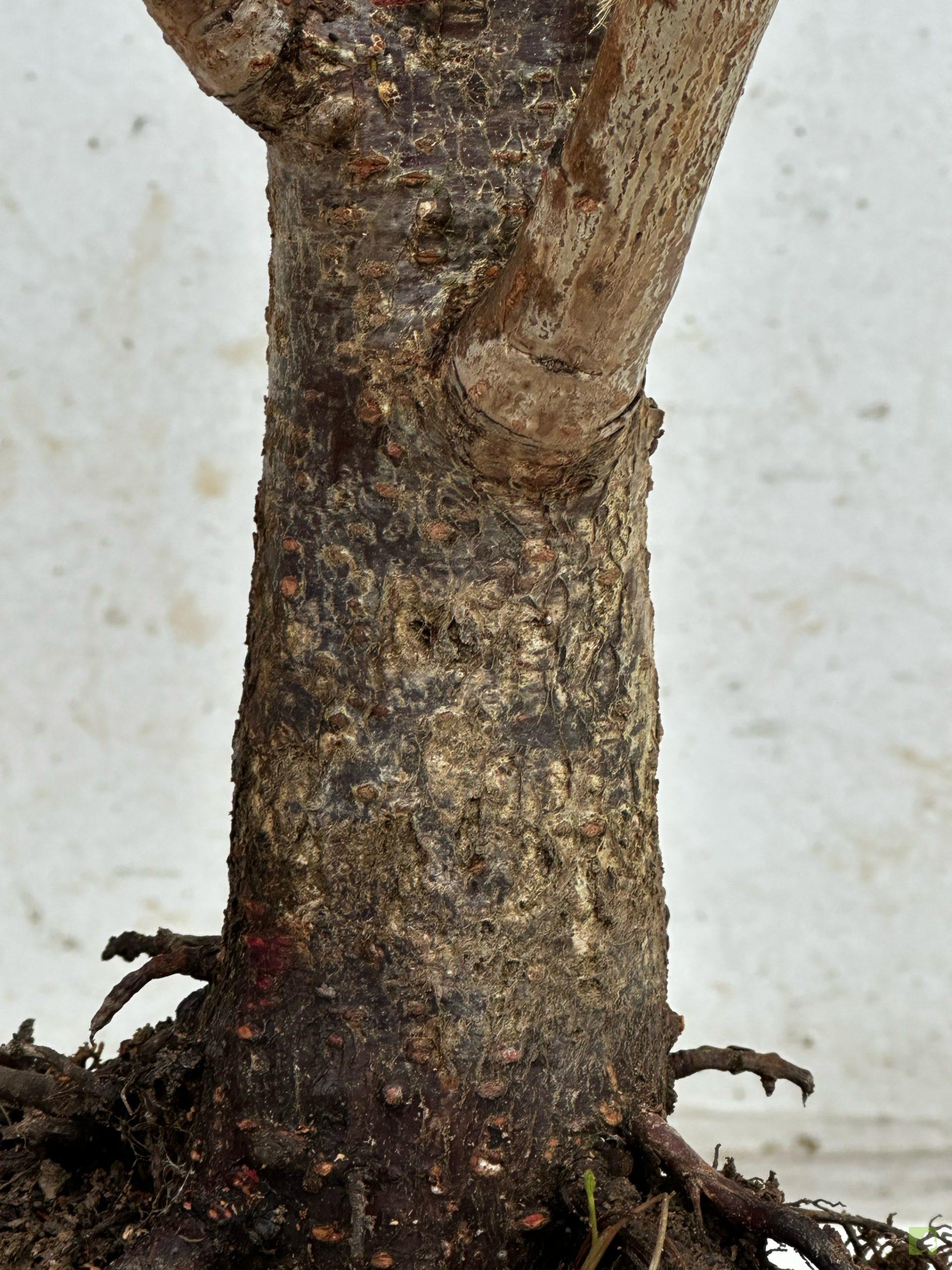 Processed with MOLDIV