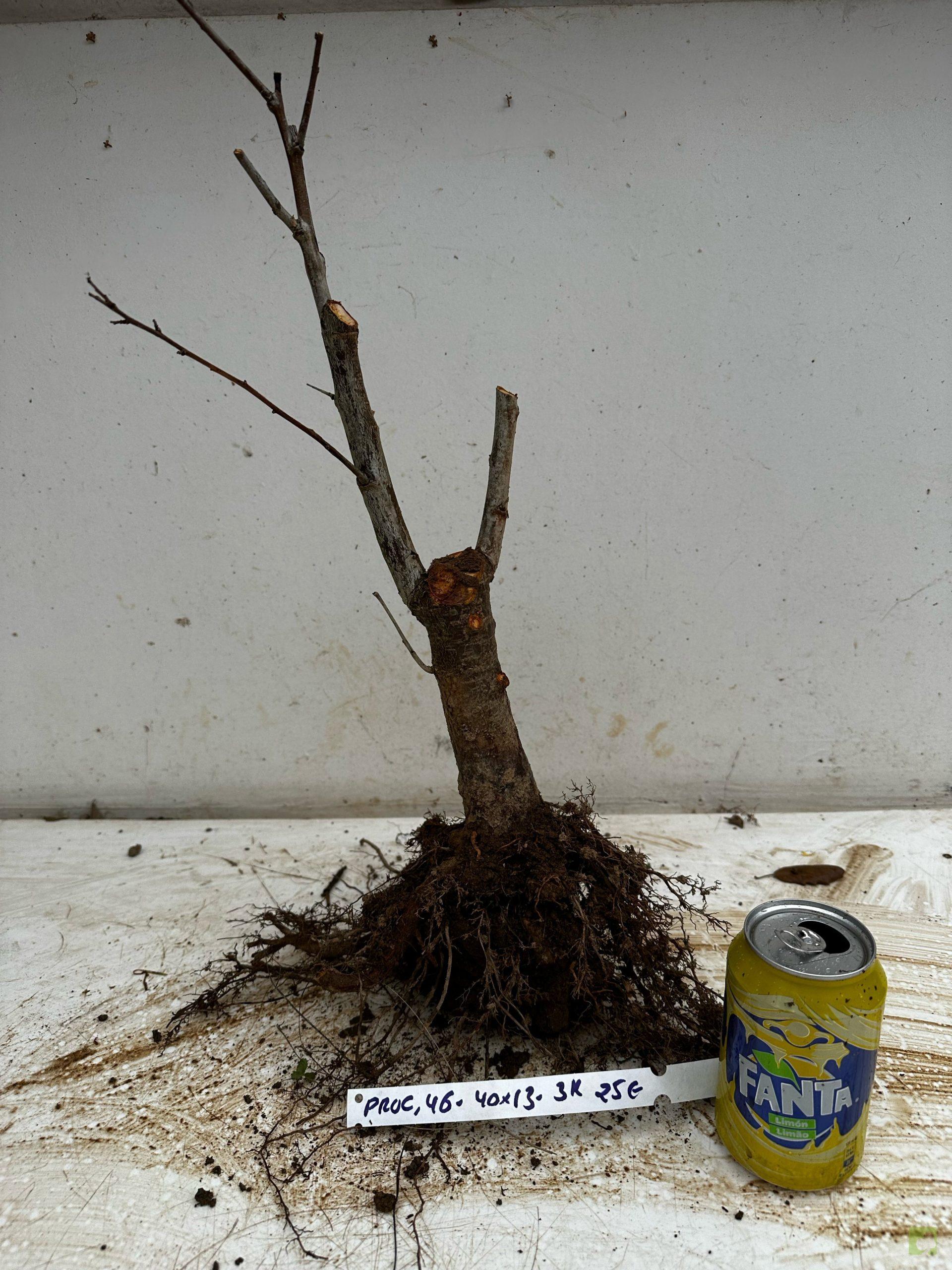 Processed with MOLDIV