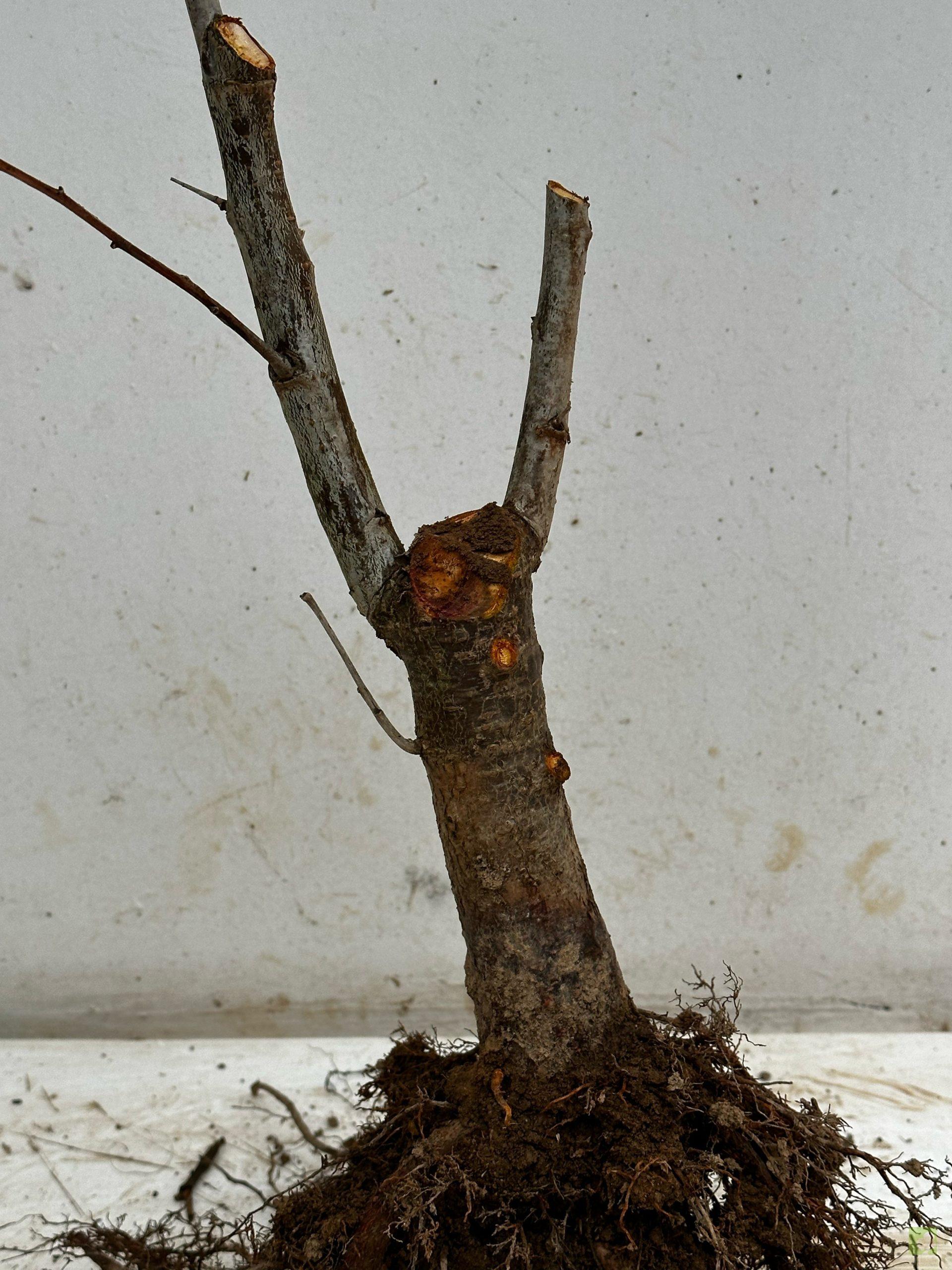 Processed with MOLDIV